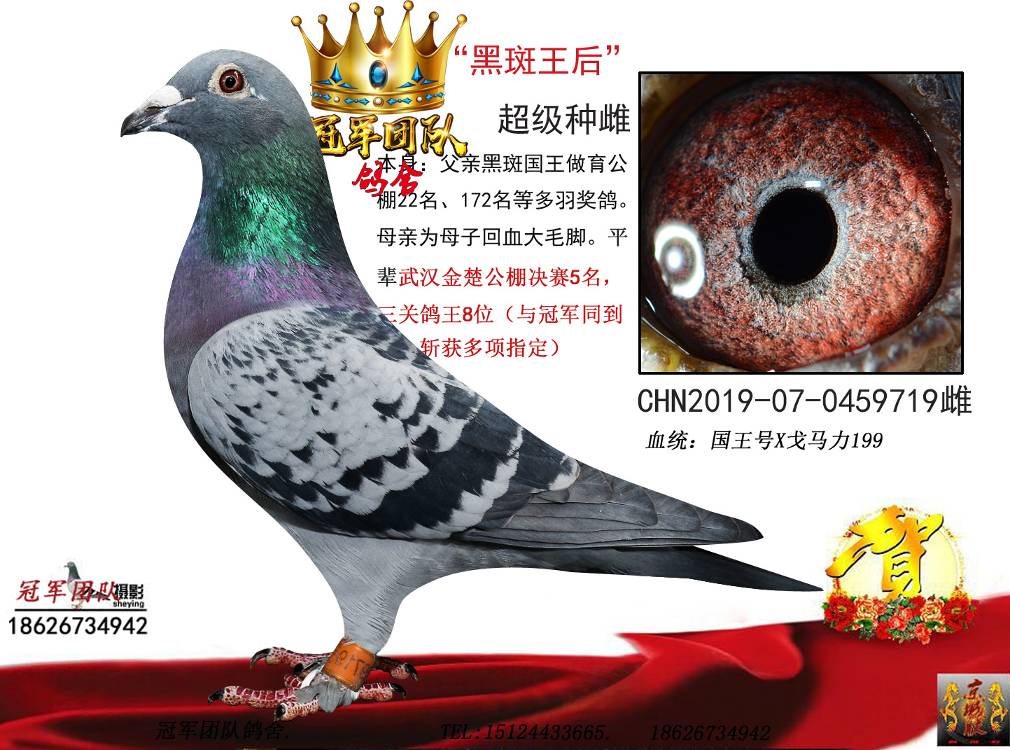 冠军团队鸽舍 - 中信网铭鸽展厅