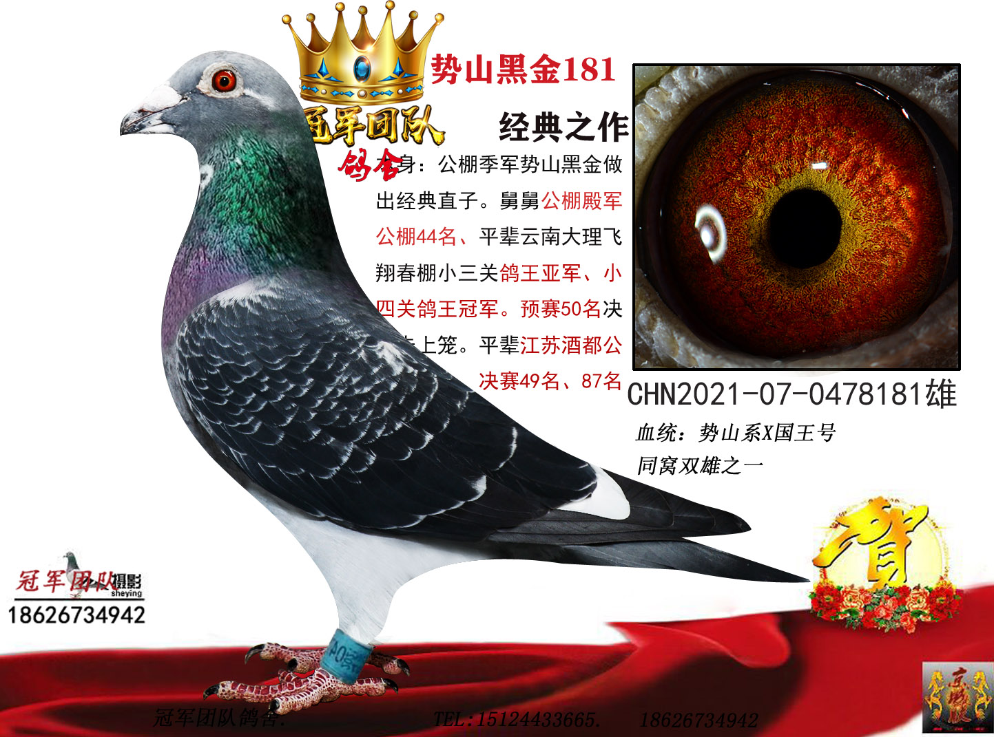 冠军团队鸽舍 - 中信网铭鸽展厅