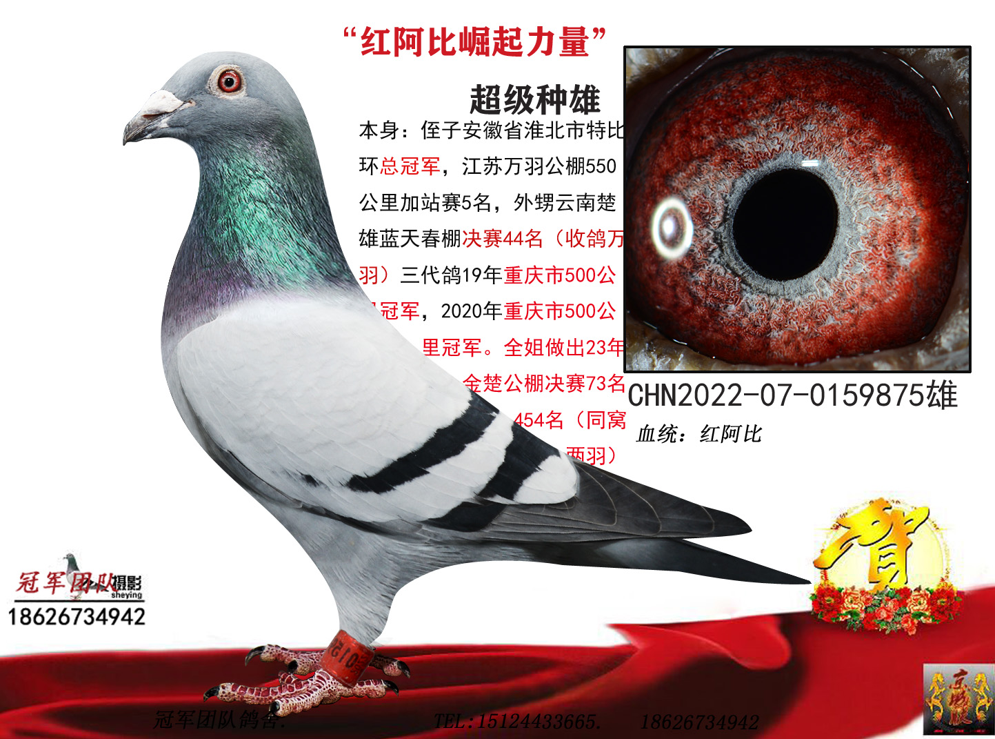 冠军团队鸽舍 - 中信网铭鸽展厅