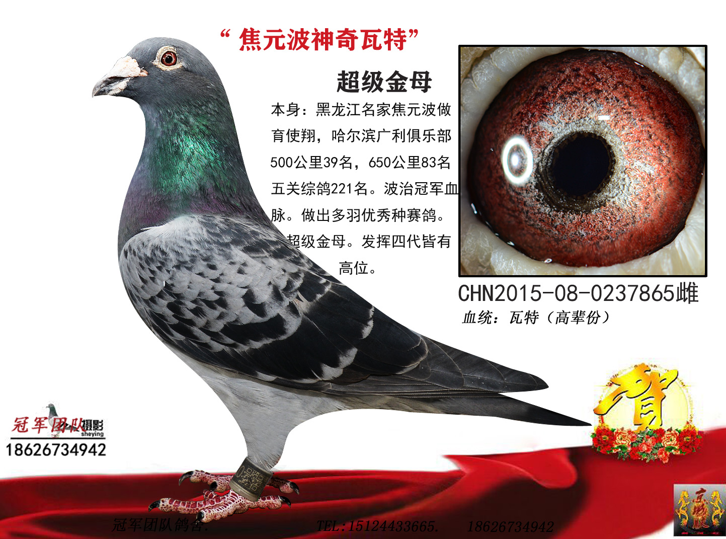 冠军团队鸽舍 - 中信网铭鸽展厅