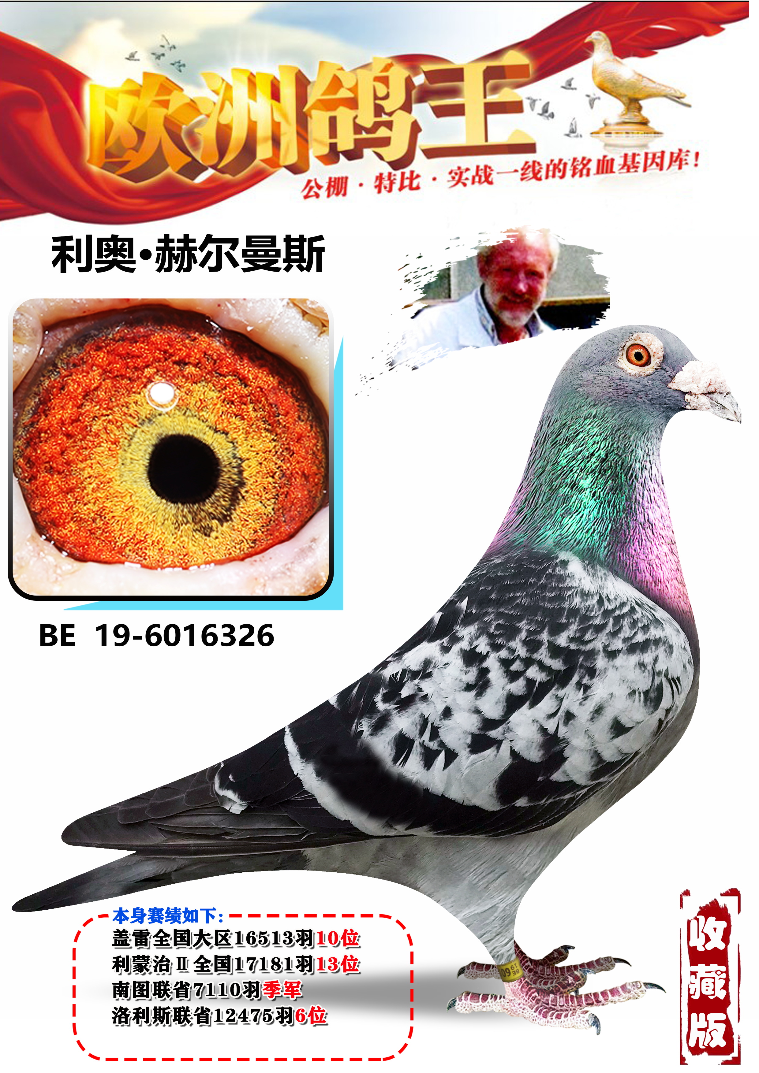 信鸽在线拍卖平台 - 中国信鸽信息网