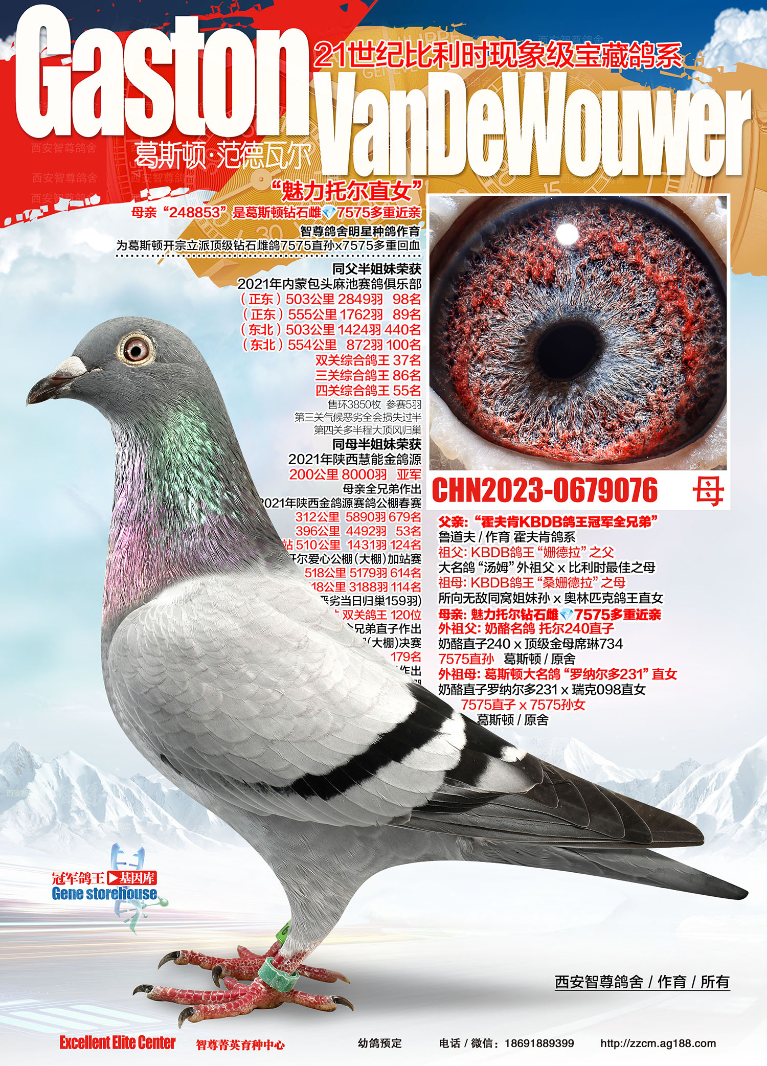 信鸽在线拍卖平台 - 中国信鸽信息网