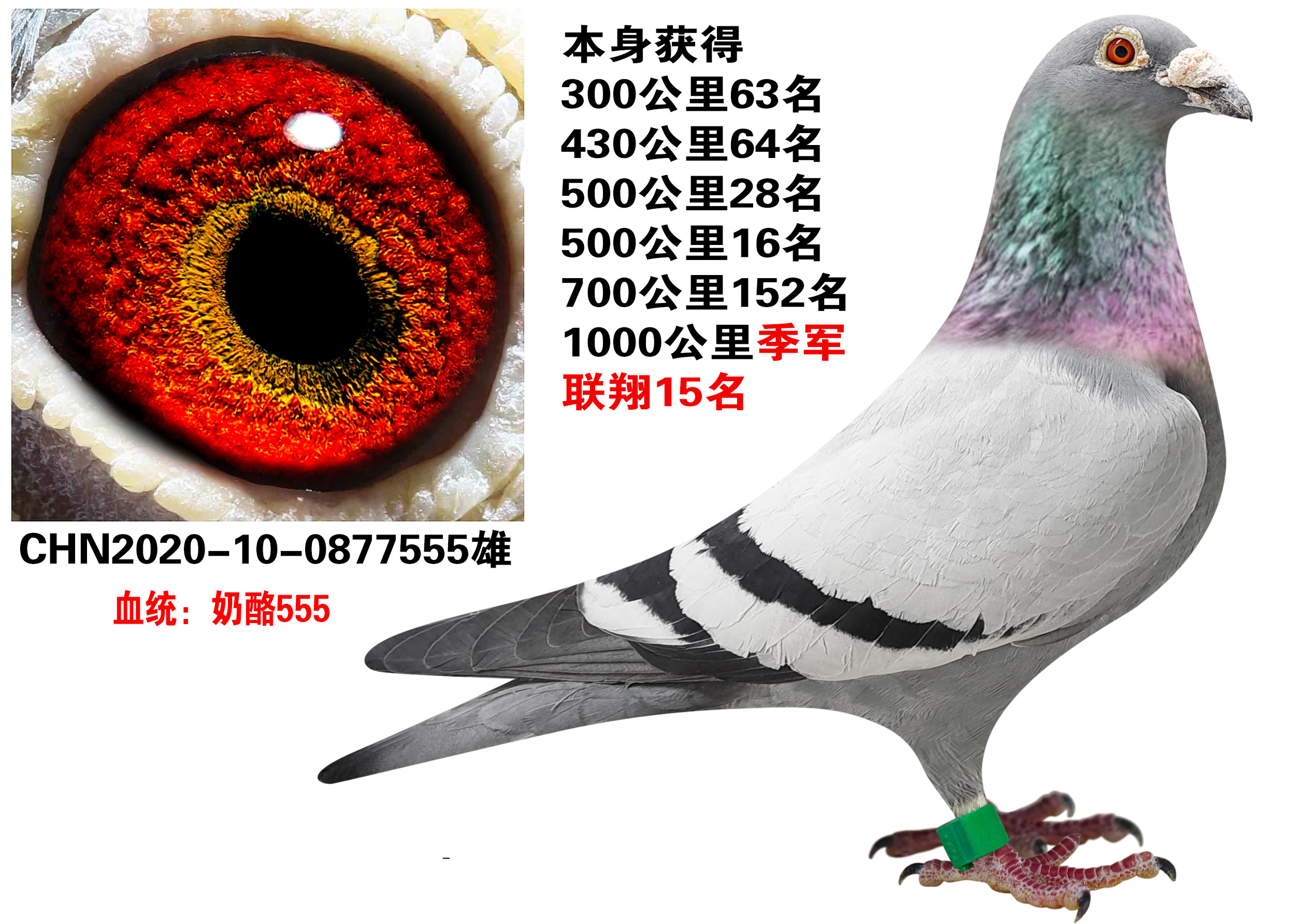 当前位置>信鸽拍卖首页>拍卖专题>查看拍卖商品>2500_1784