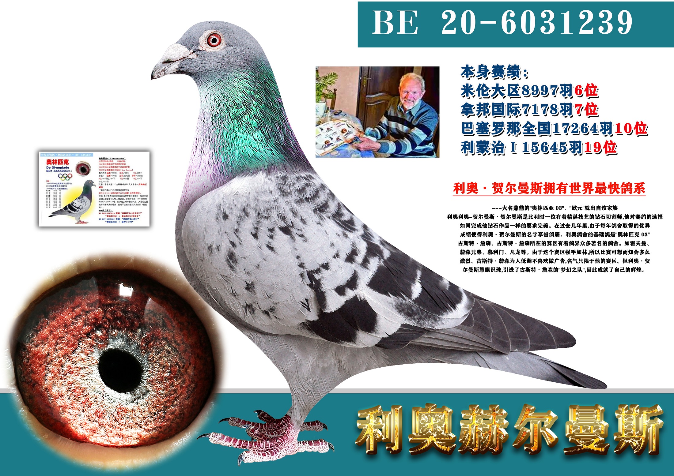 信鸽在线拍卖平台 - 中国信鸽信息网