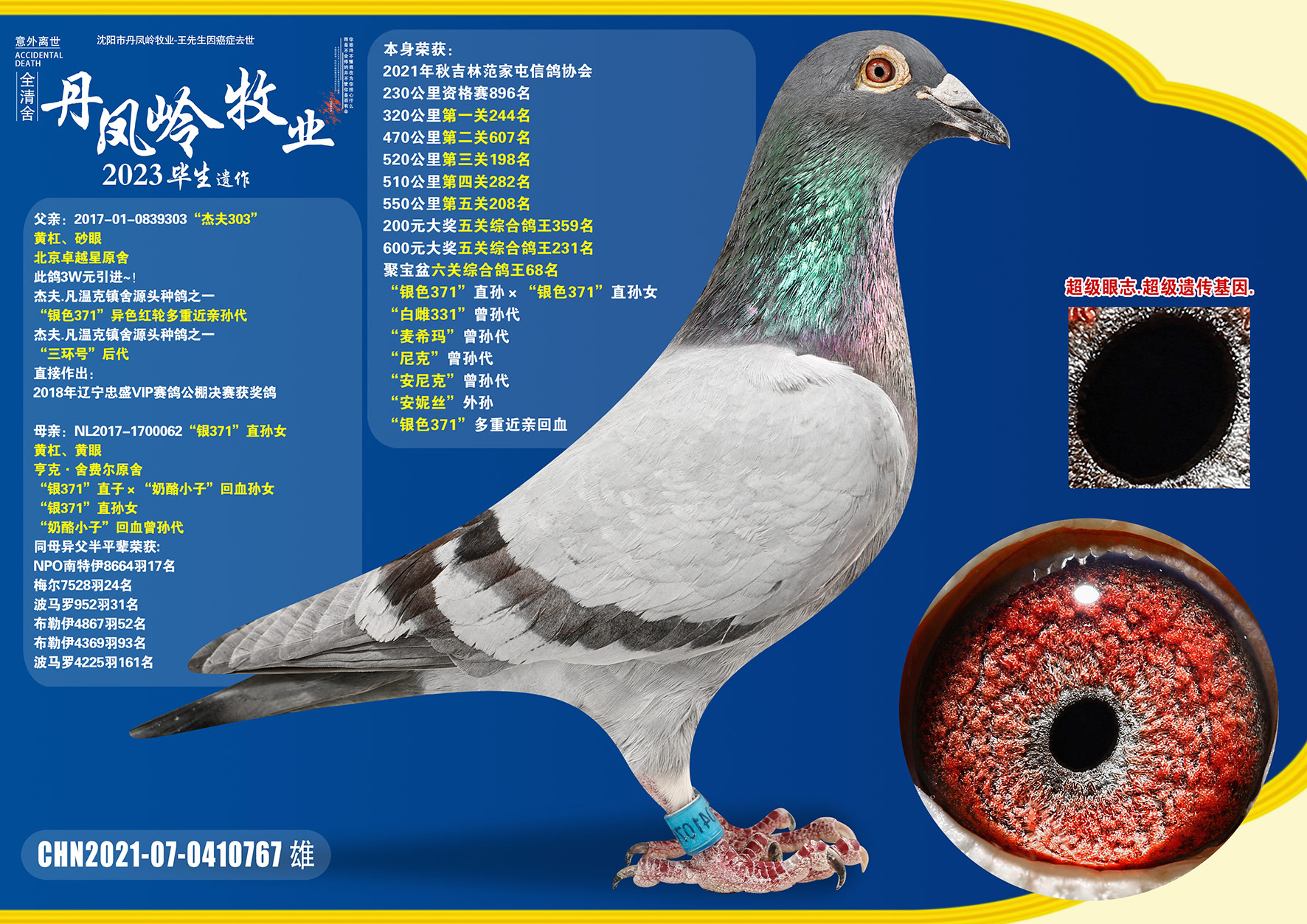 名扬文化精英育种中心 - 中信网铭鸽展厅