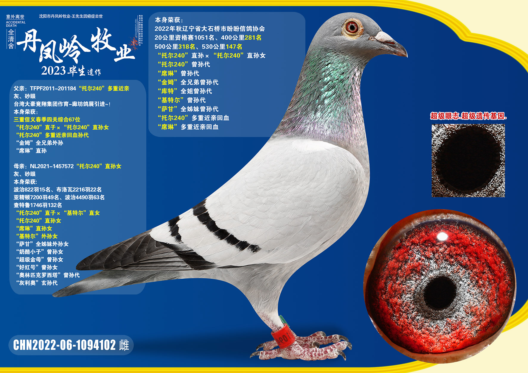 名扬文化精英育种中心 - 中信网铭鸽展厅