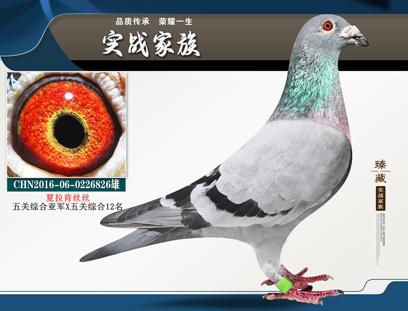 信鸽在线拍卖平台 - 中国信鸽信息网
