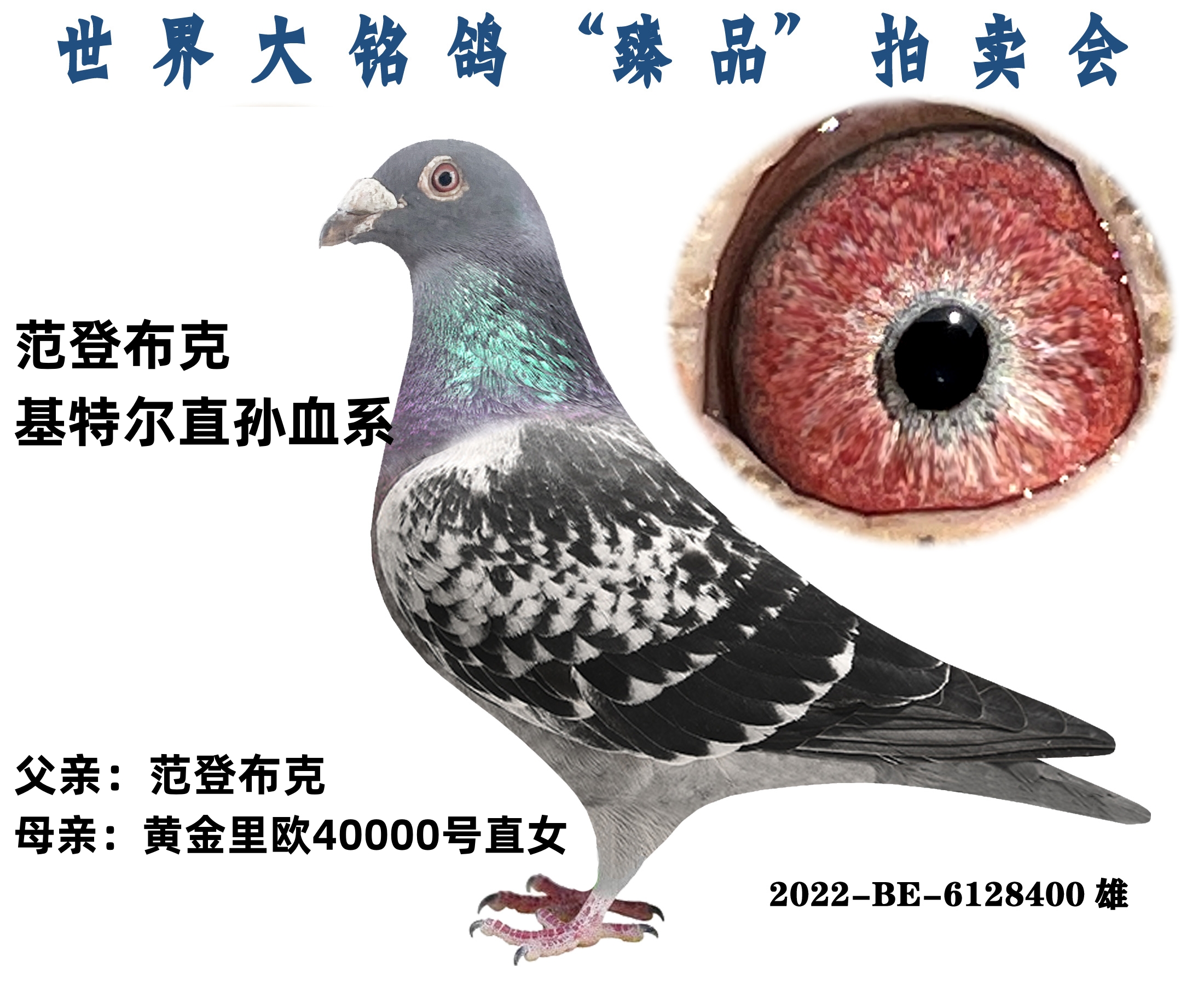 信鸽在线拍卖平台 - 中国信鸽信息网