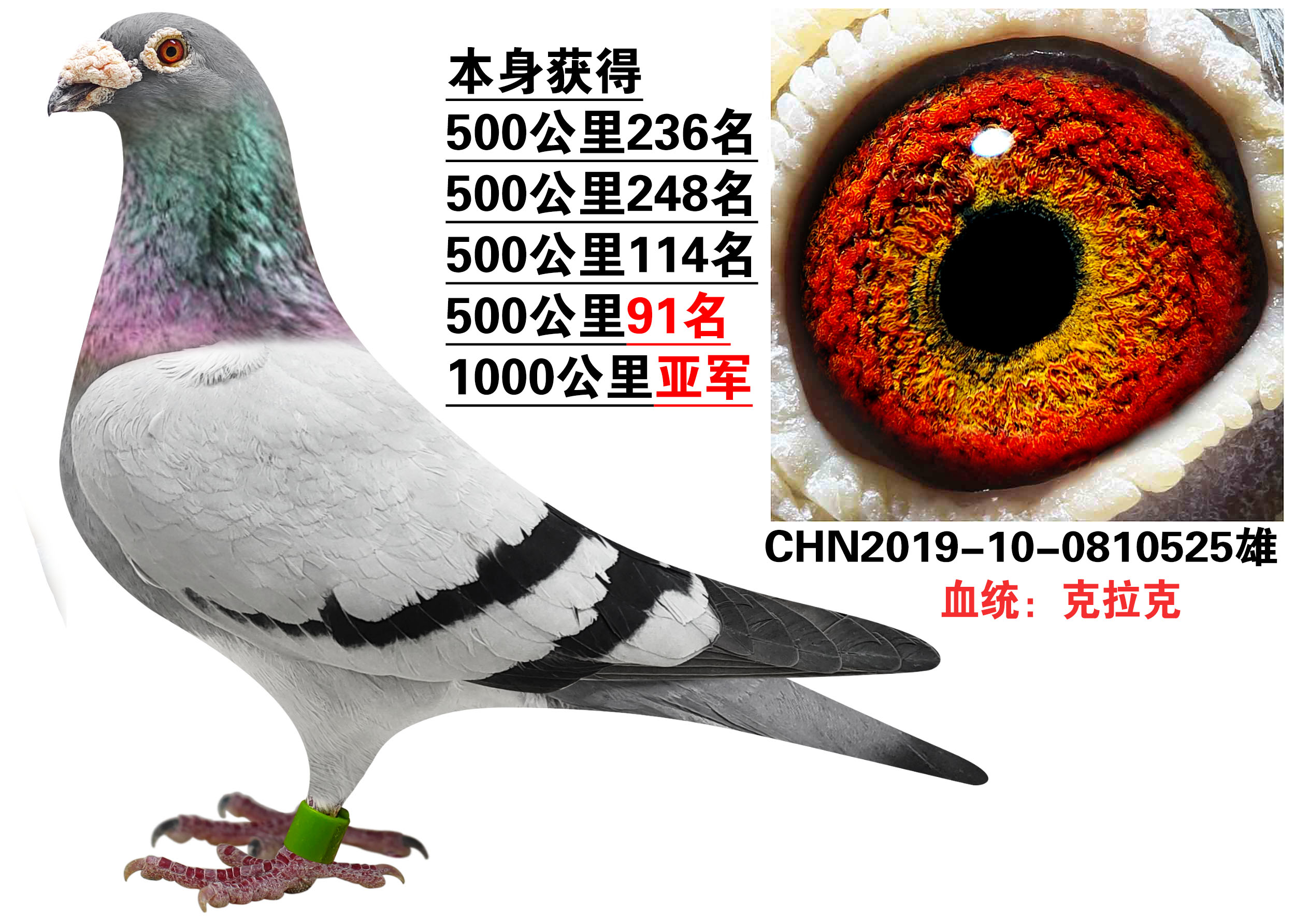 信鸽在线拍卖平台 - 中国信鸽信息网