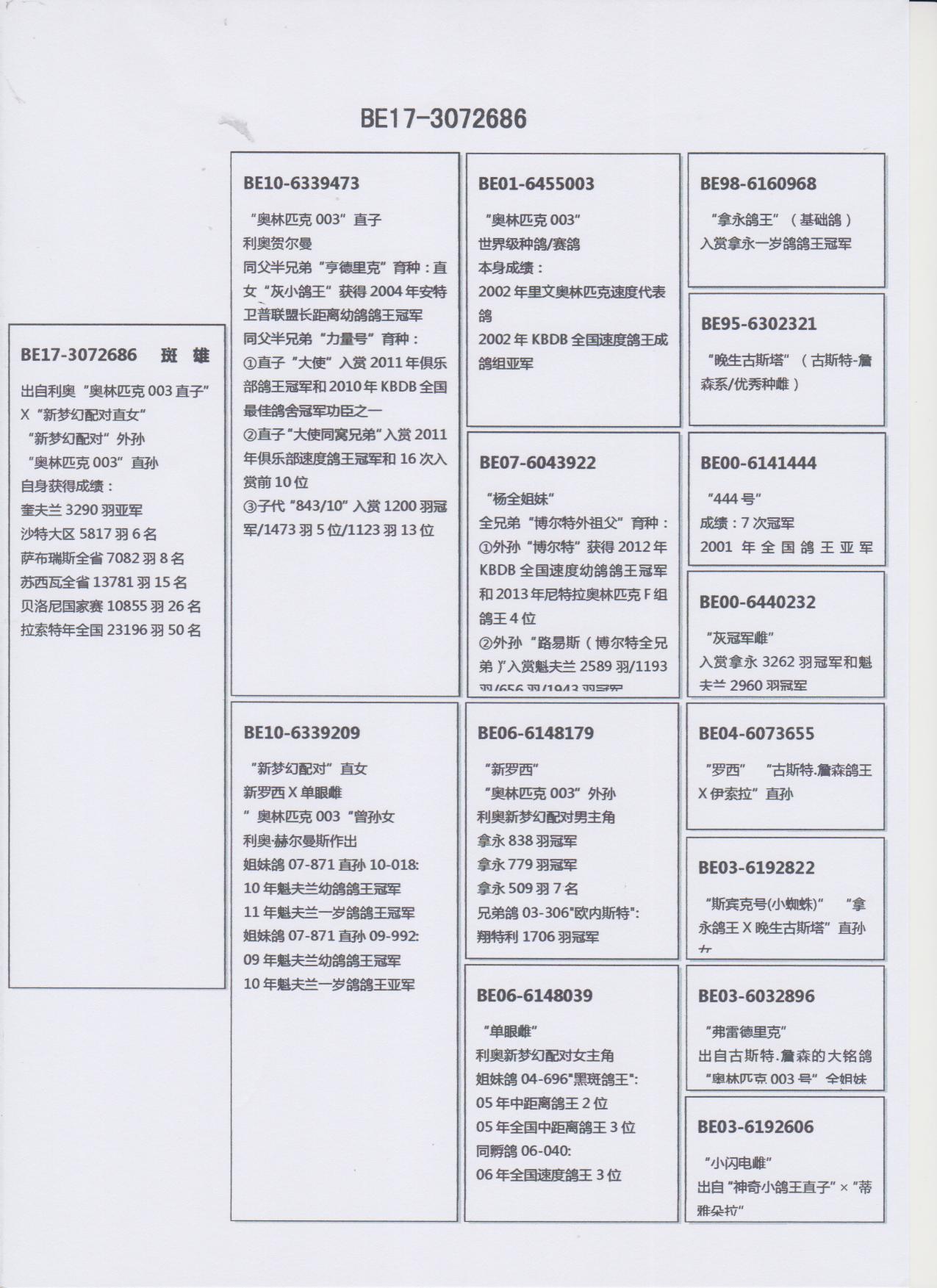 信鸽血统证书图片