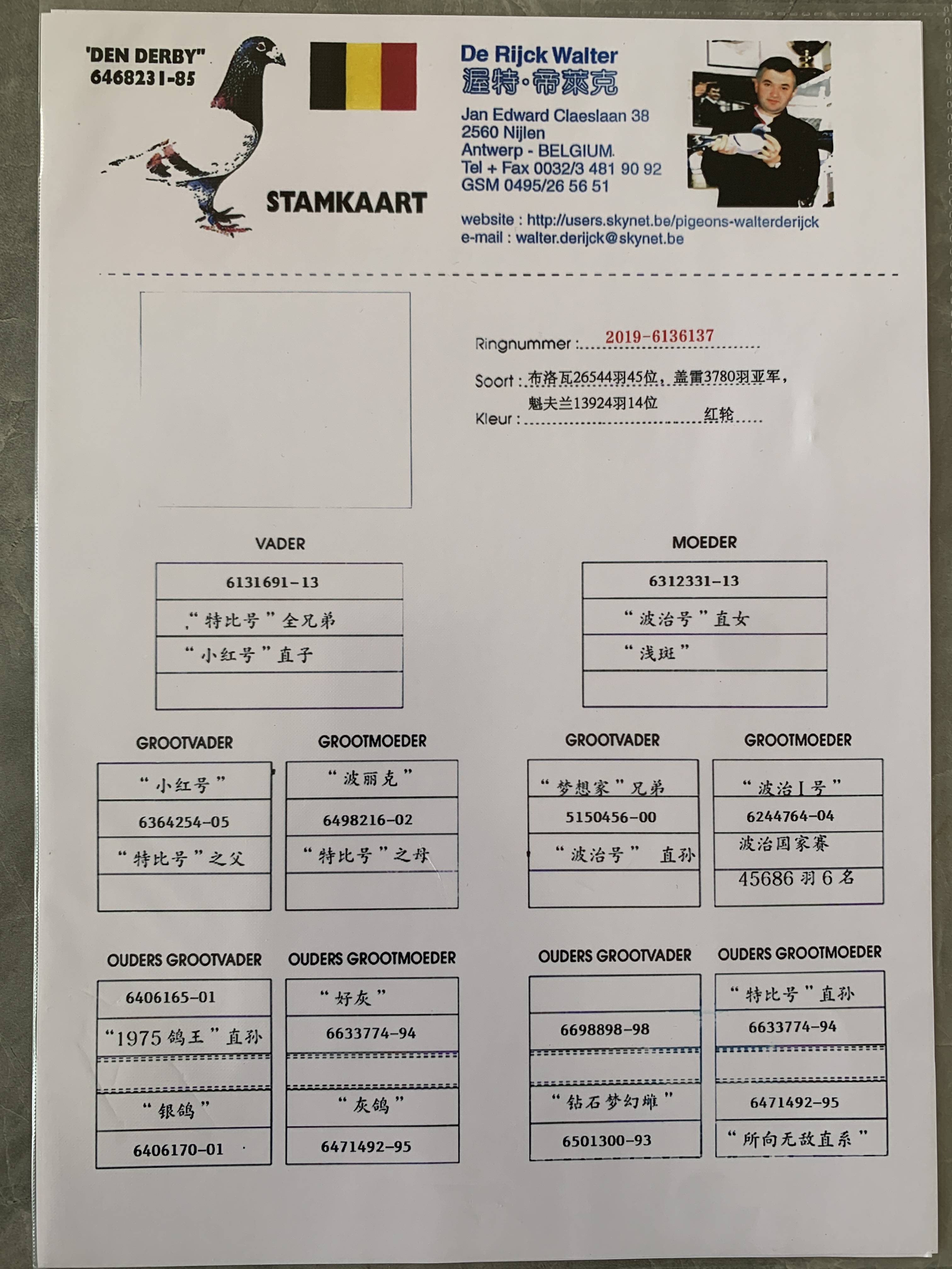 世界大名鸽图片