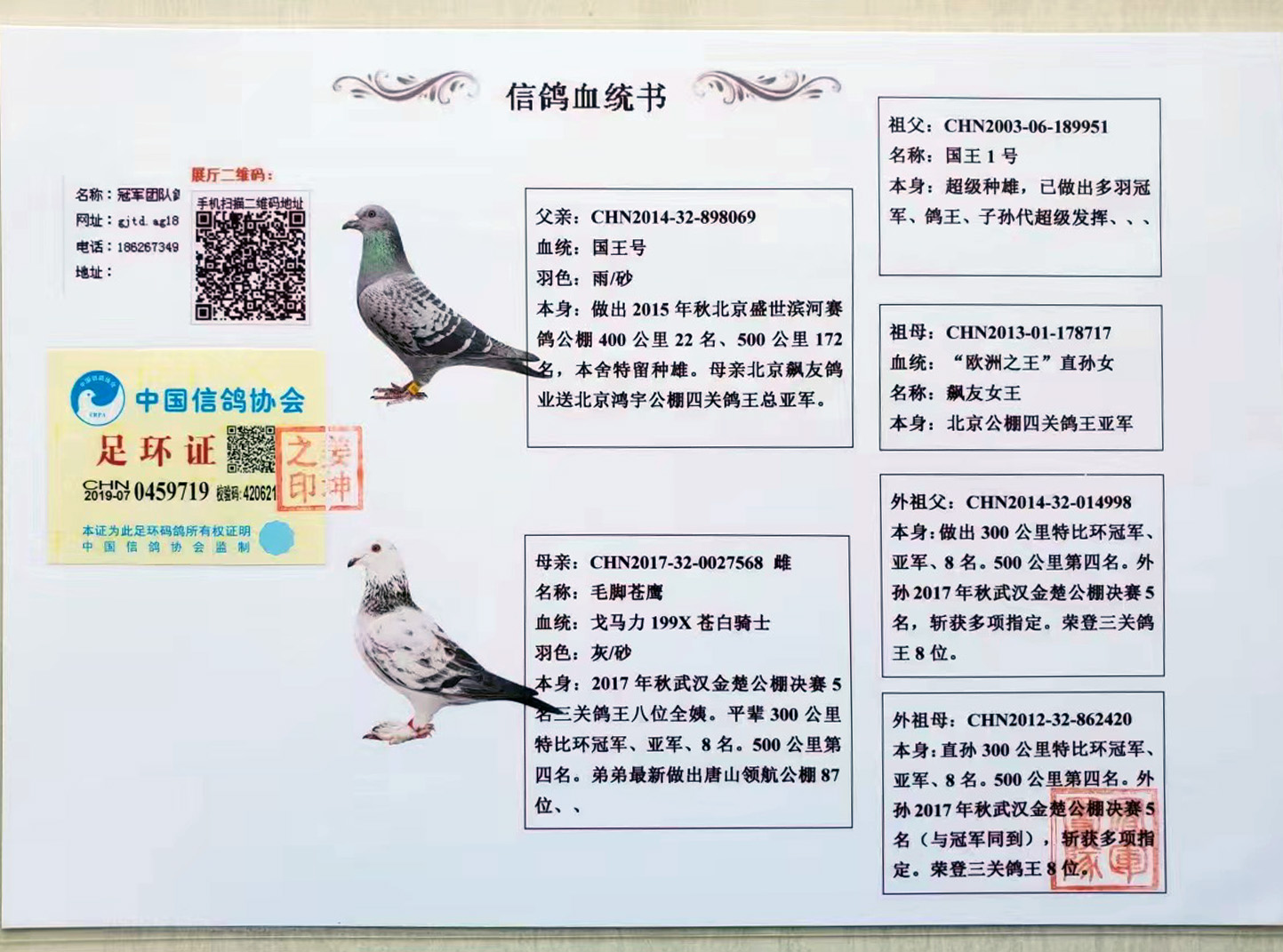 冠军团队鸽舍 - 中信网铭鸽展厅