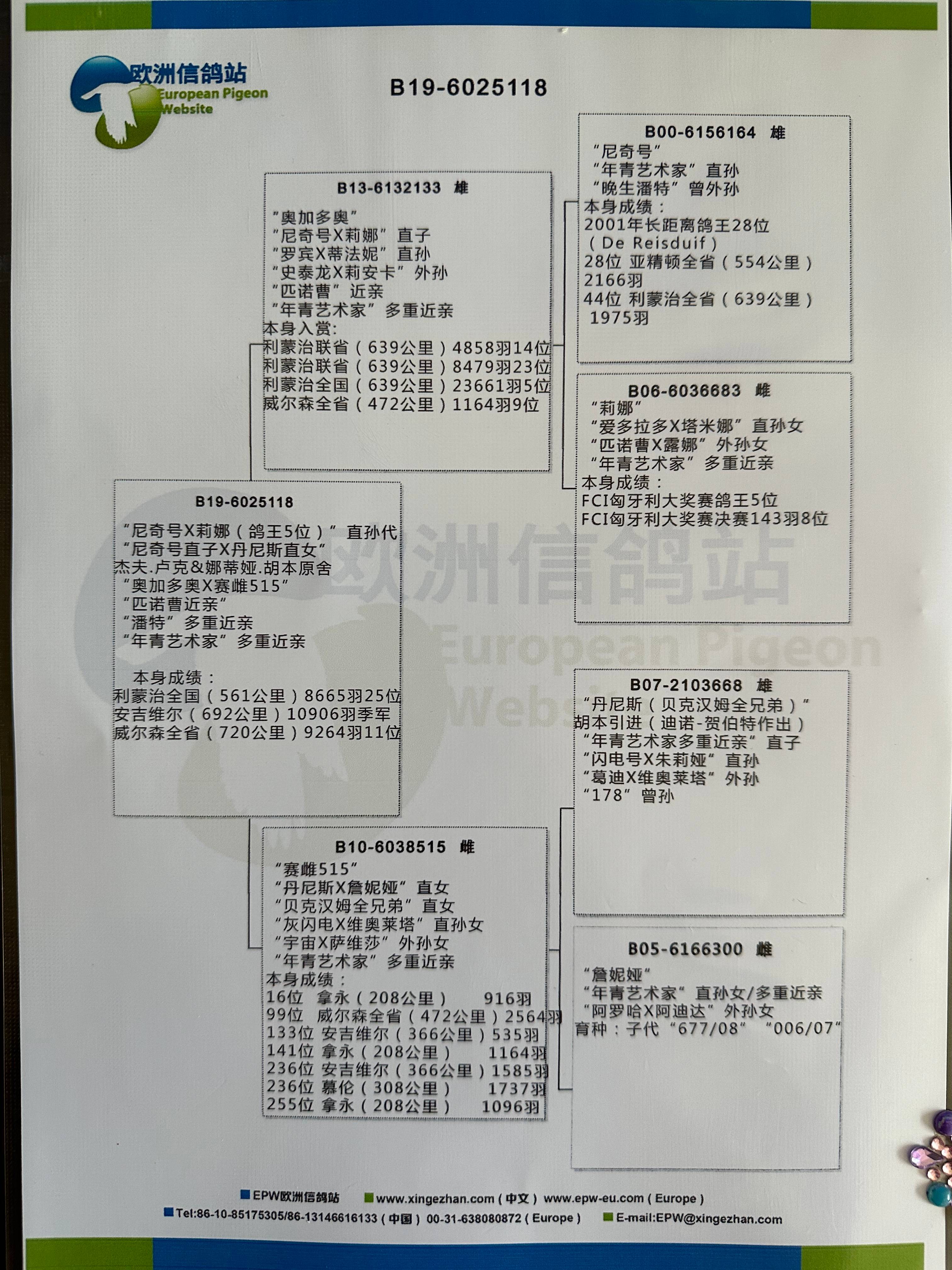 欧洲信鸽站图片