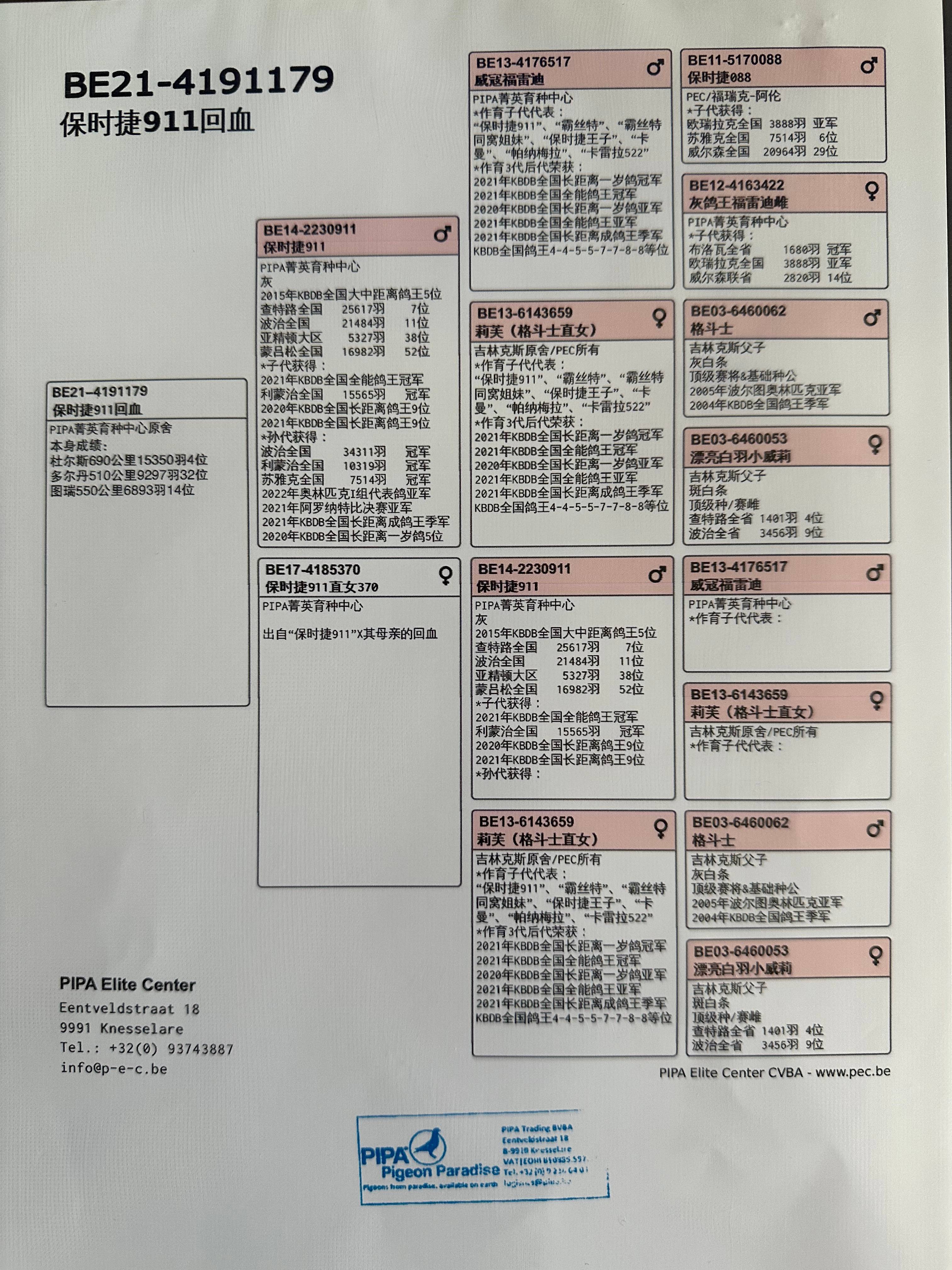 信鸽血统证书图片