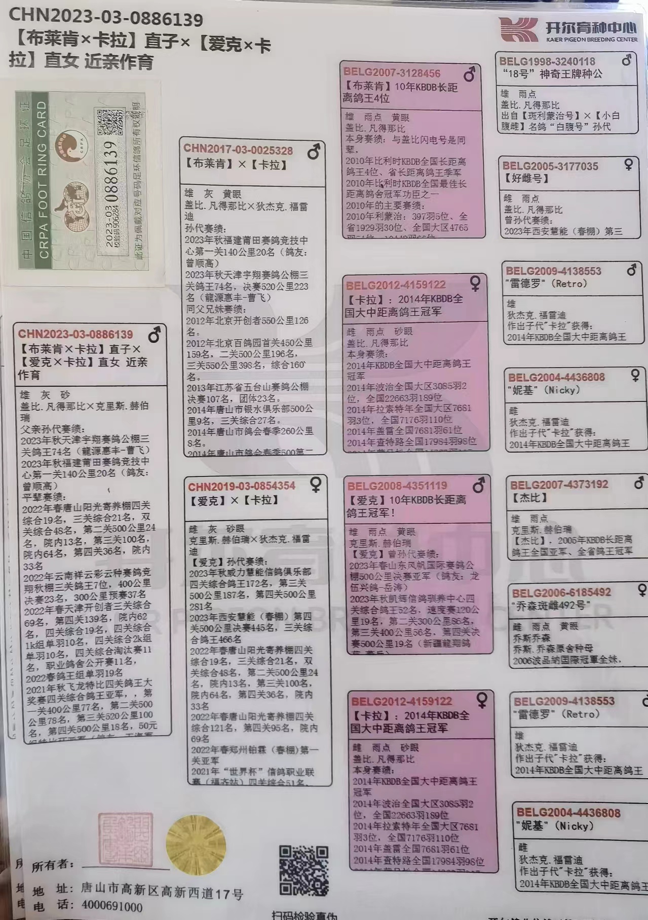 信鸽在线拍卖平台 - 中国信鸽信息网