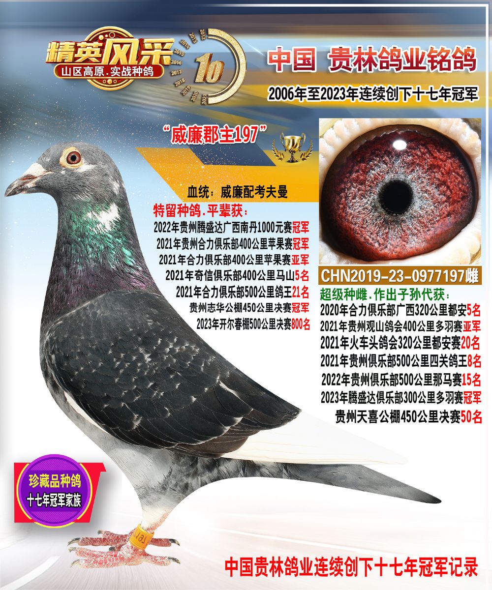 贵州贵林鸽业 - 中信网铭鸽展厅