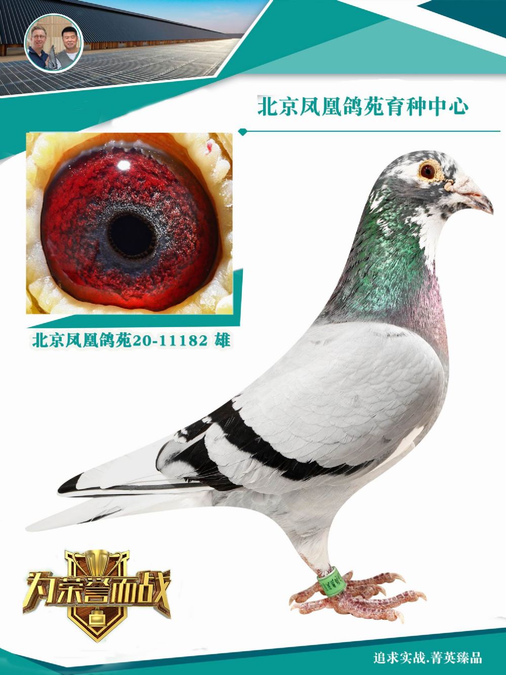 鸿鸽信鸽摄影 - 中信网铭鸽展厅