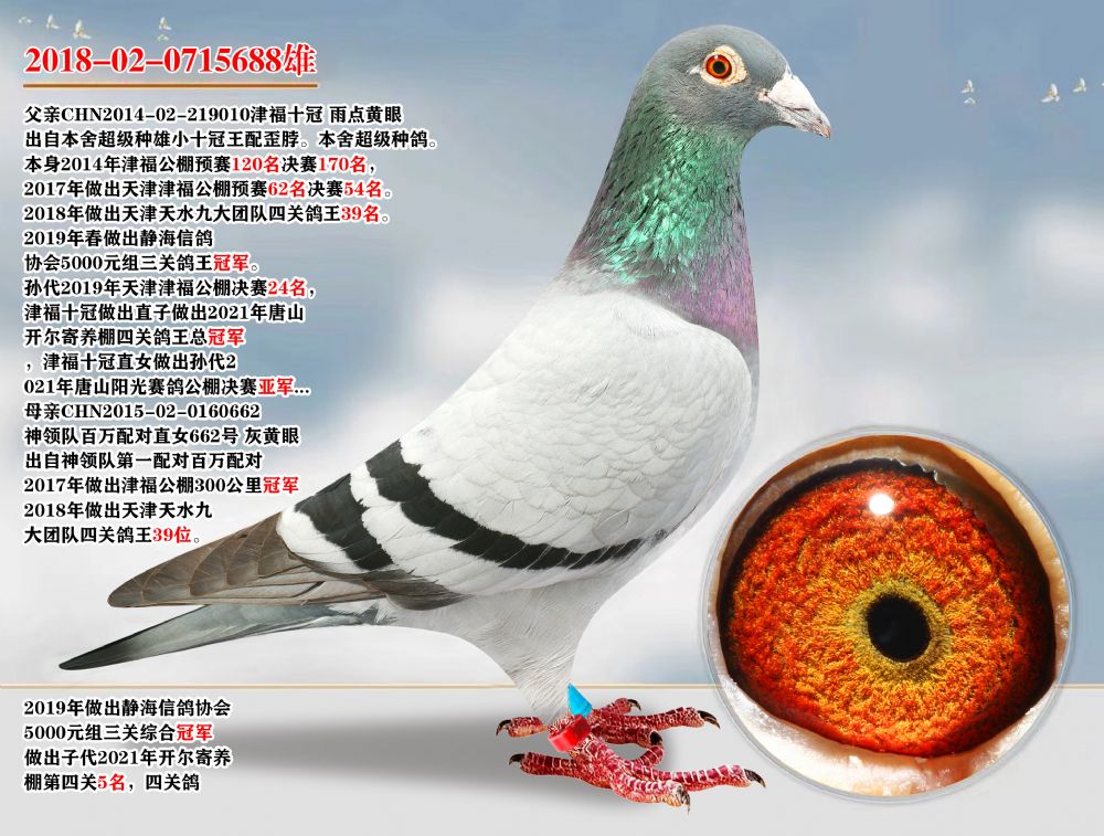 信鸽在线拍卖平台 - 中国信鸽信息网