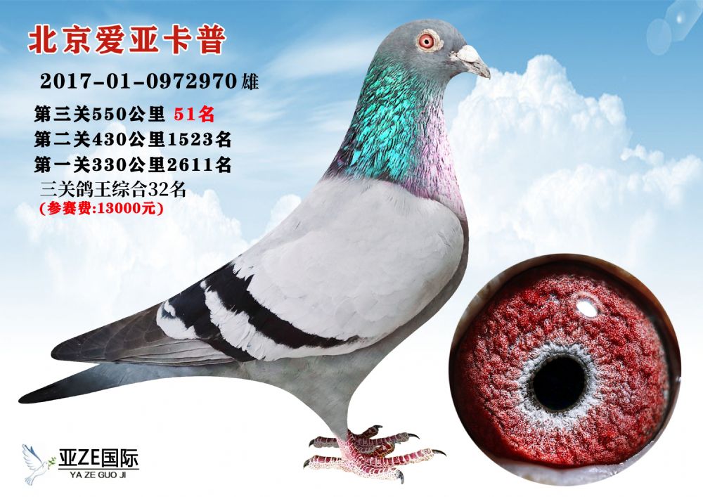 信鸽在线拍卖平台 - 中国信鸽信息网