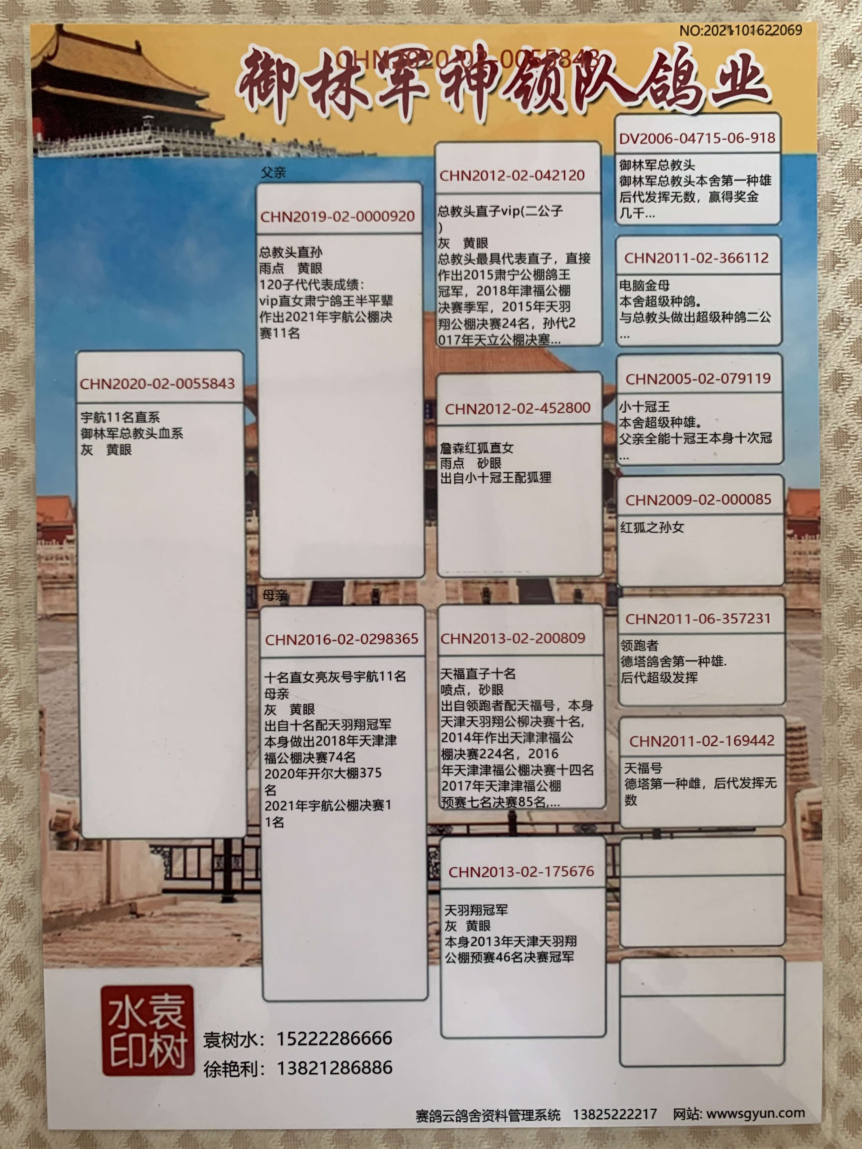 信鸽在线拍卖平台 - 中国信鸽信息网