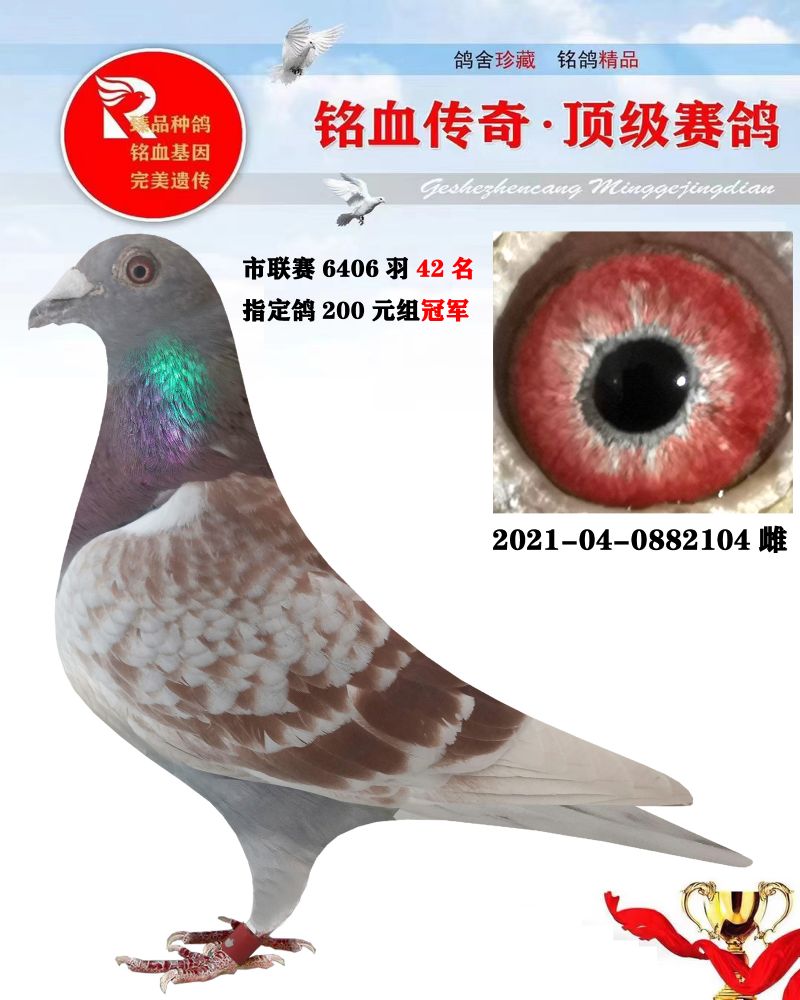 信鸽在线拍卖平台 - 中国信鸽信息网