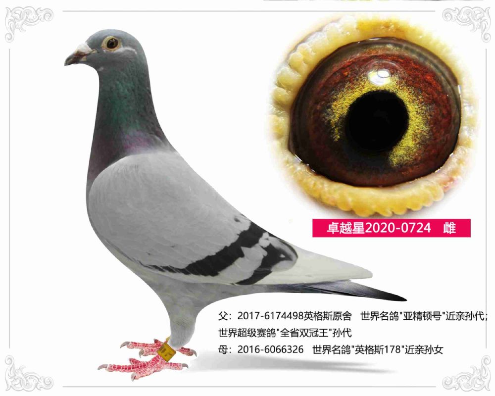 北京晶宇赛鸽 - 中信网铭鸽展厅