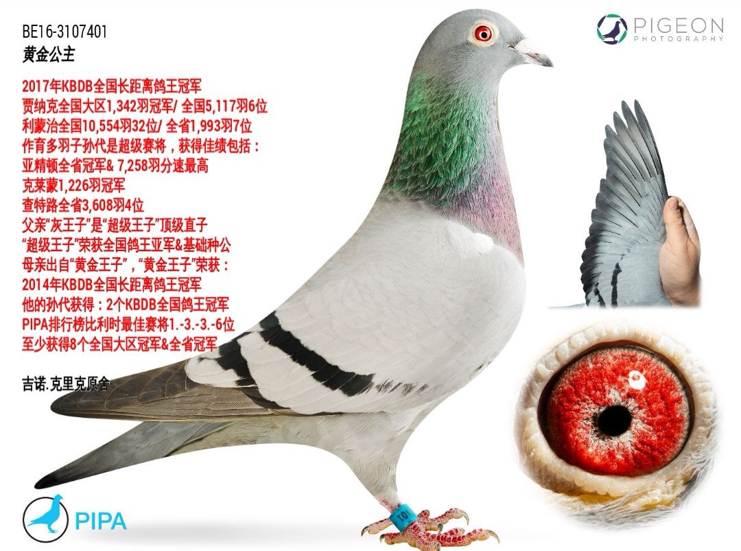 台湾卓文恭铭鸽展厅图片