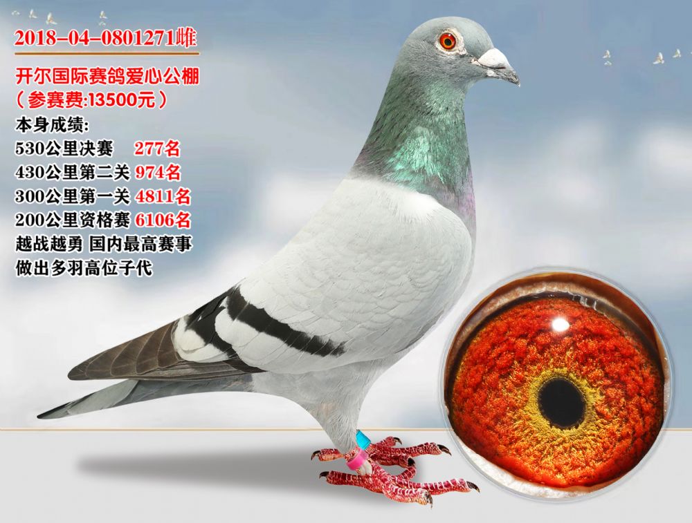 开尔爱心国际赛鸽公棚530公里决赛277名