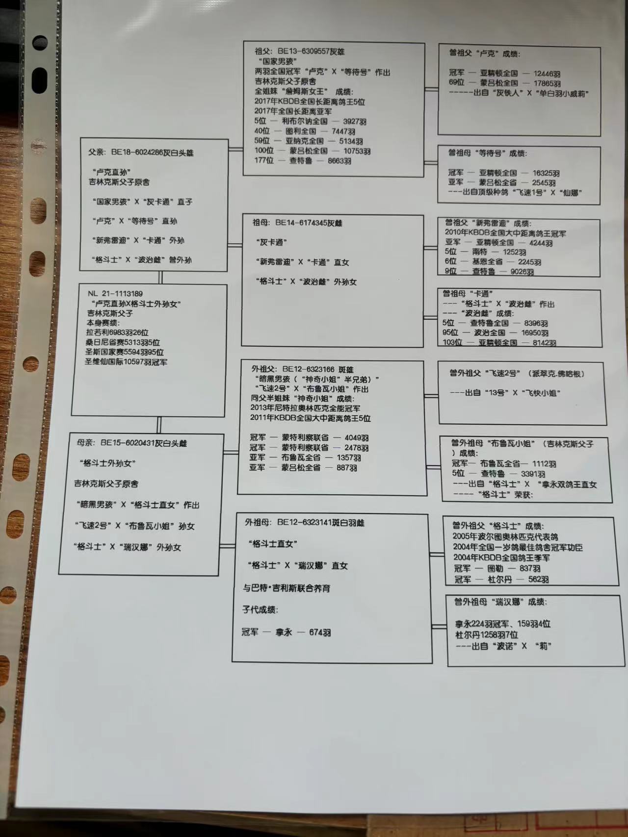 信鸽在线拍卖平台 - 中国信鸽信息网