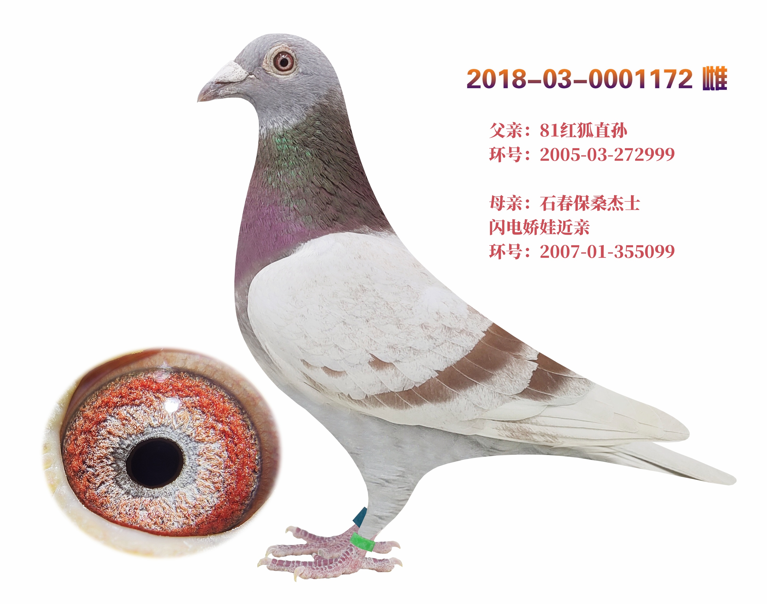 信鸽在线拍卖平台 - 中国信鸽信息网