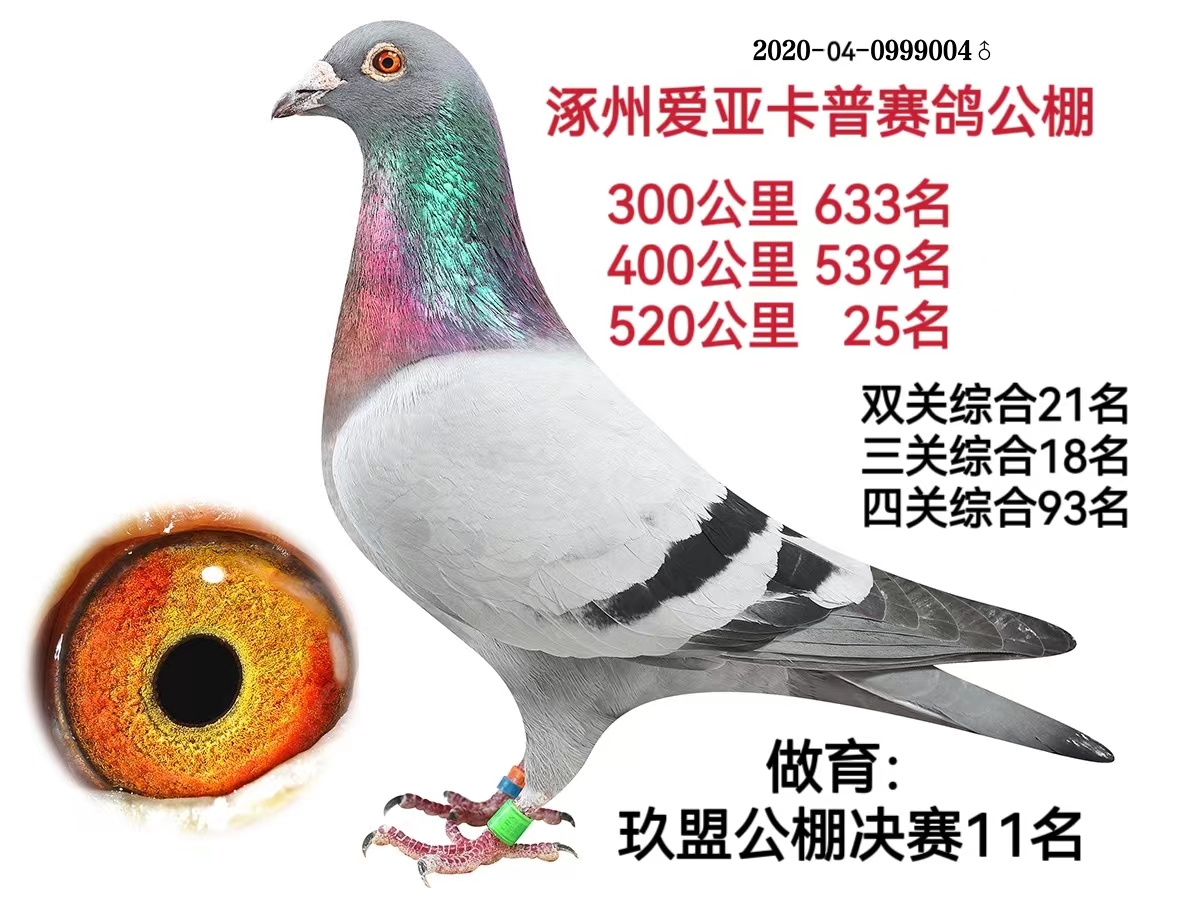 信鸽在线拍卖平台 - 中国信鸽信息网
