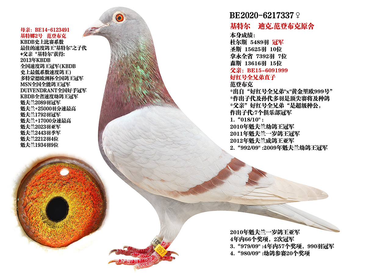 精鹰赛鸽 - 中信网铭鸽展厅