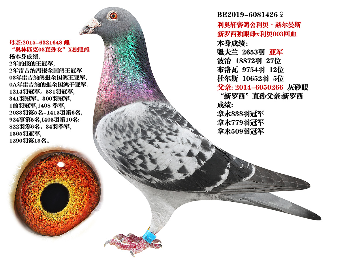 精鹰赛鸽 - 中信网铭鸽展厅