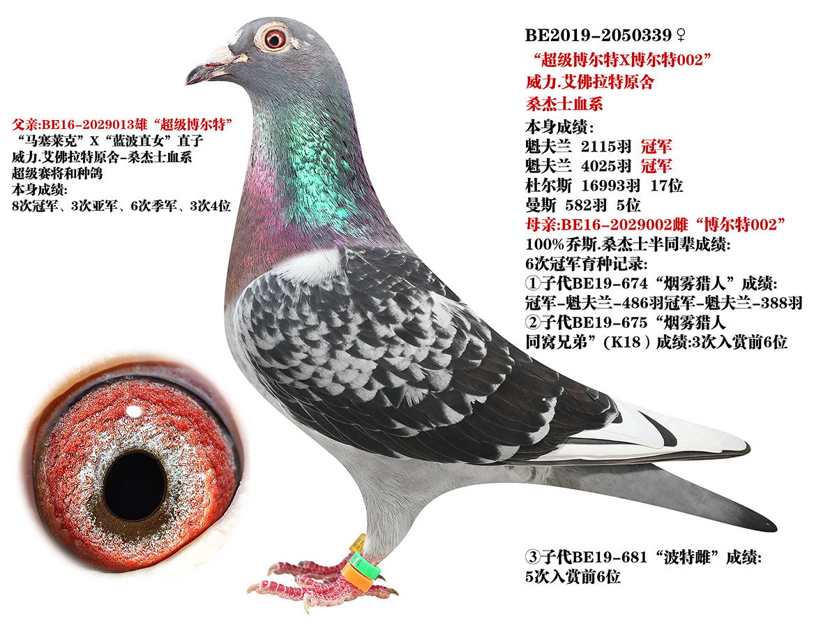 信鸽在线拍卖平台 - 中国信鸽信息网
