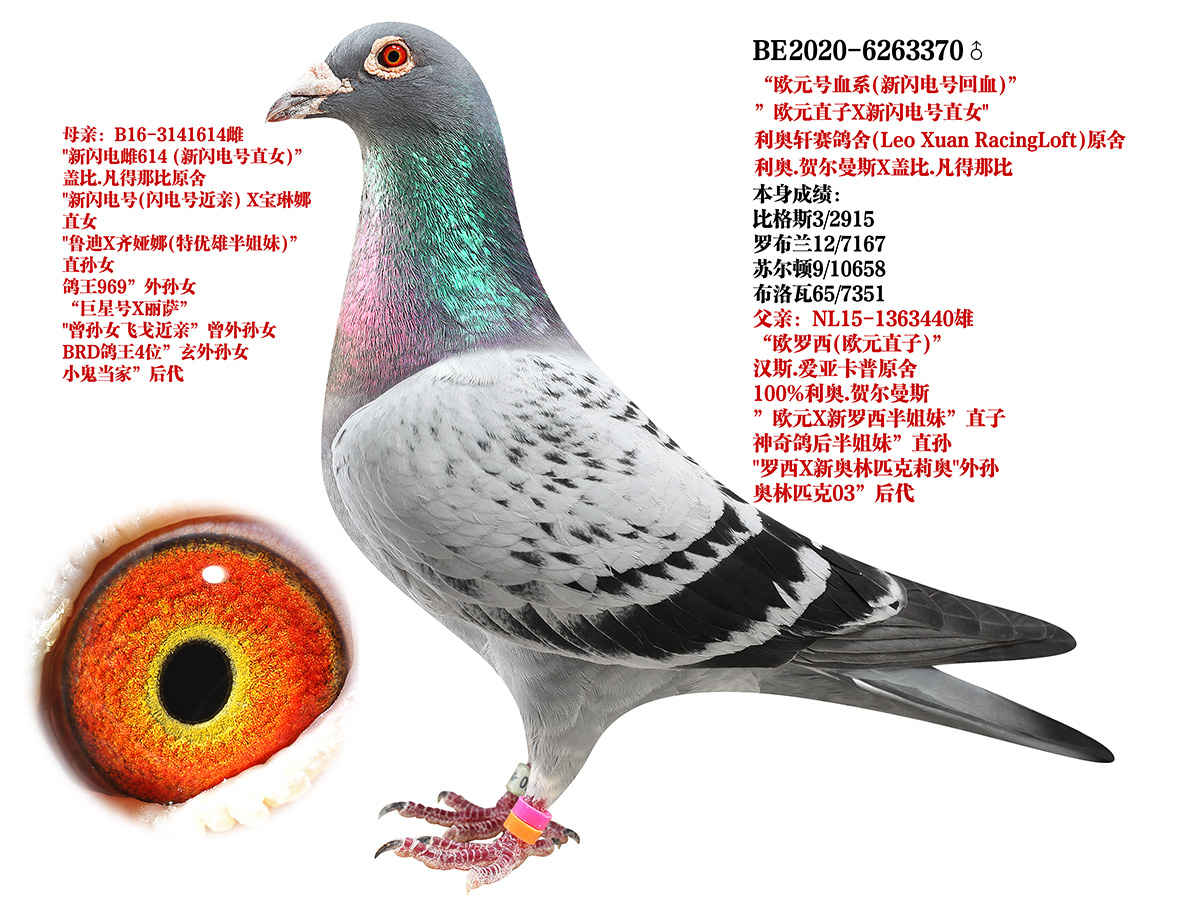 精鹰赛鸽 - 中信网铭鸽展厅
