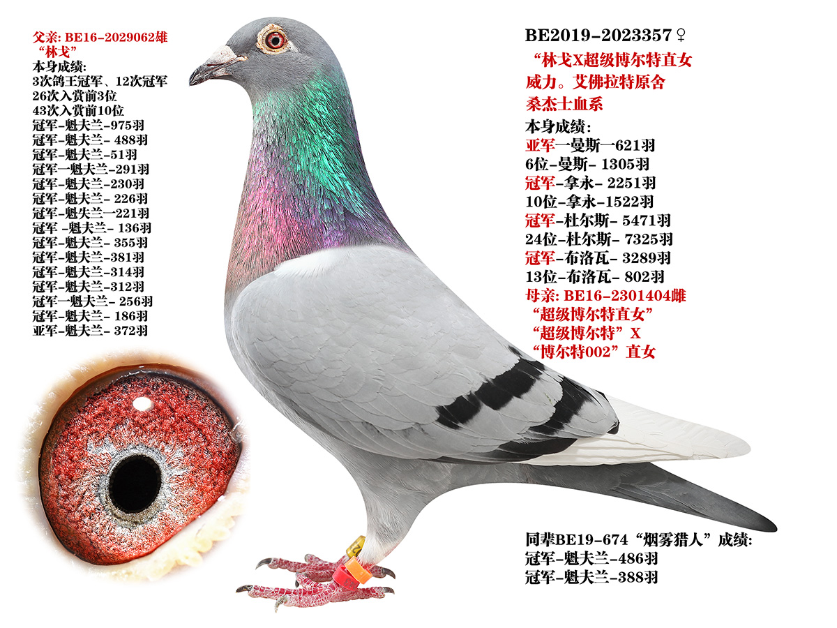 信鸽在线拍卖平台 - 中国信鸽信息网