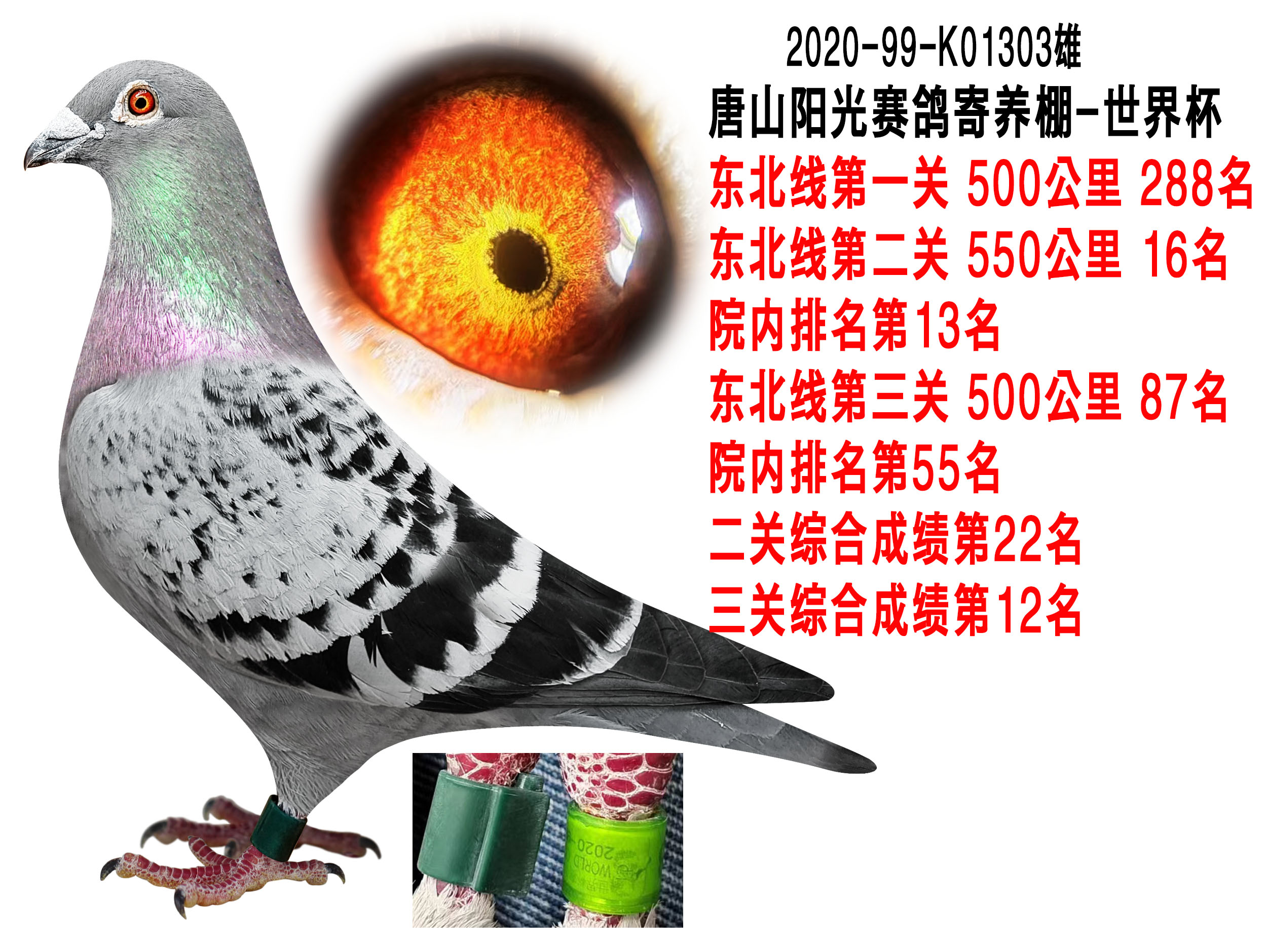 唐山阳光赛鸽寄养棚世界杯