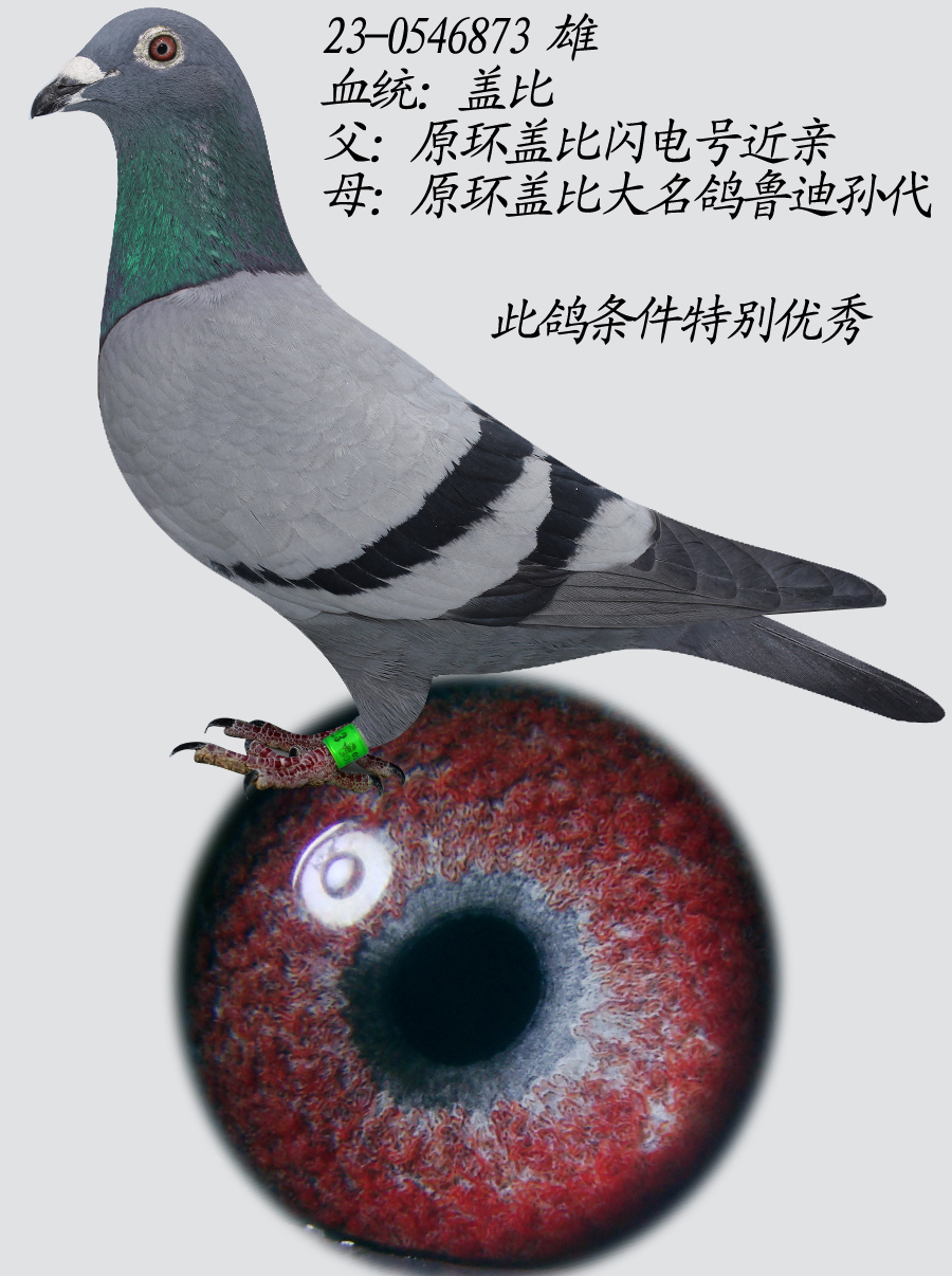 和飞顺鸽业 - 中信网铭鸽展厅