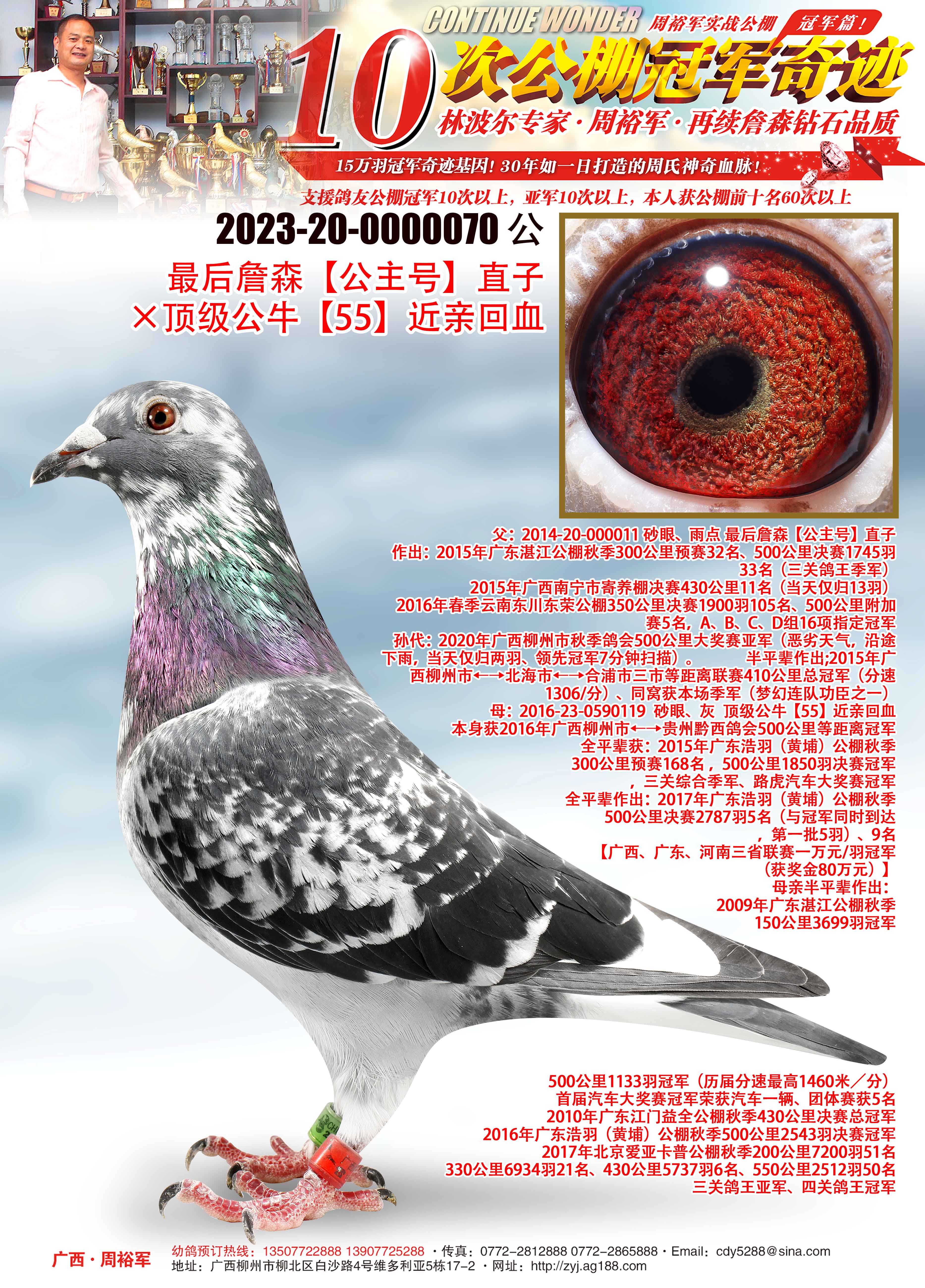 广西周裕军 - 中信网铭鸽展厅