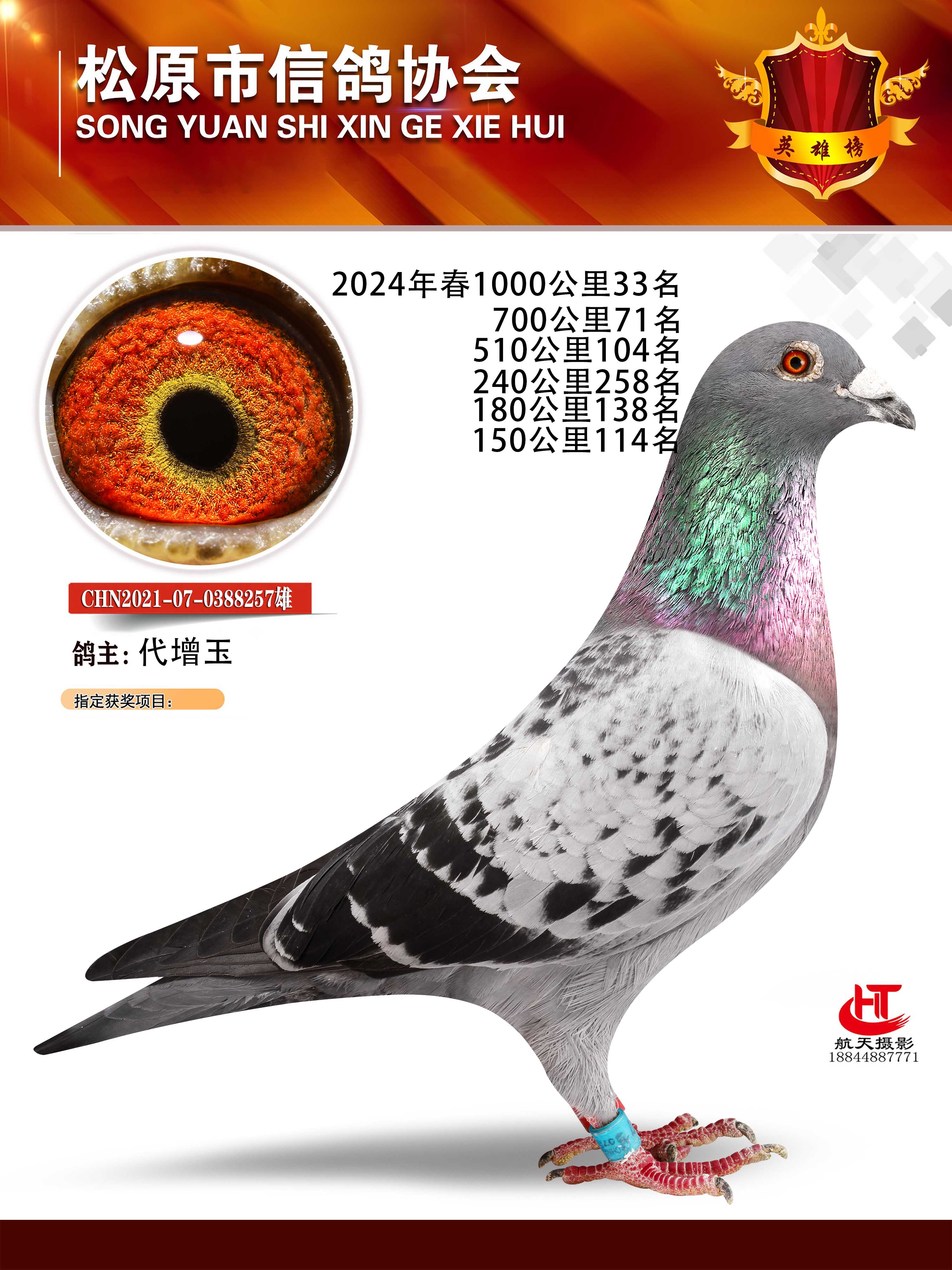 信鸽在线拍卖平台 - 中国信鸽信息网