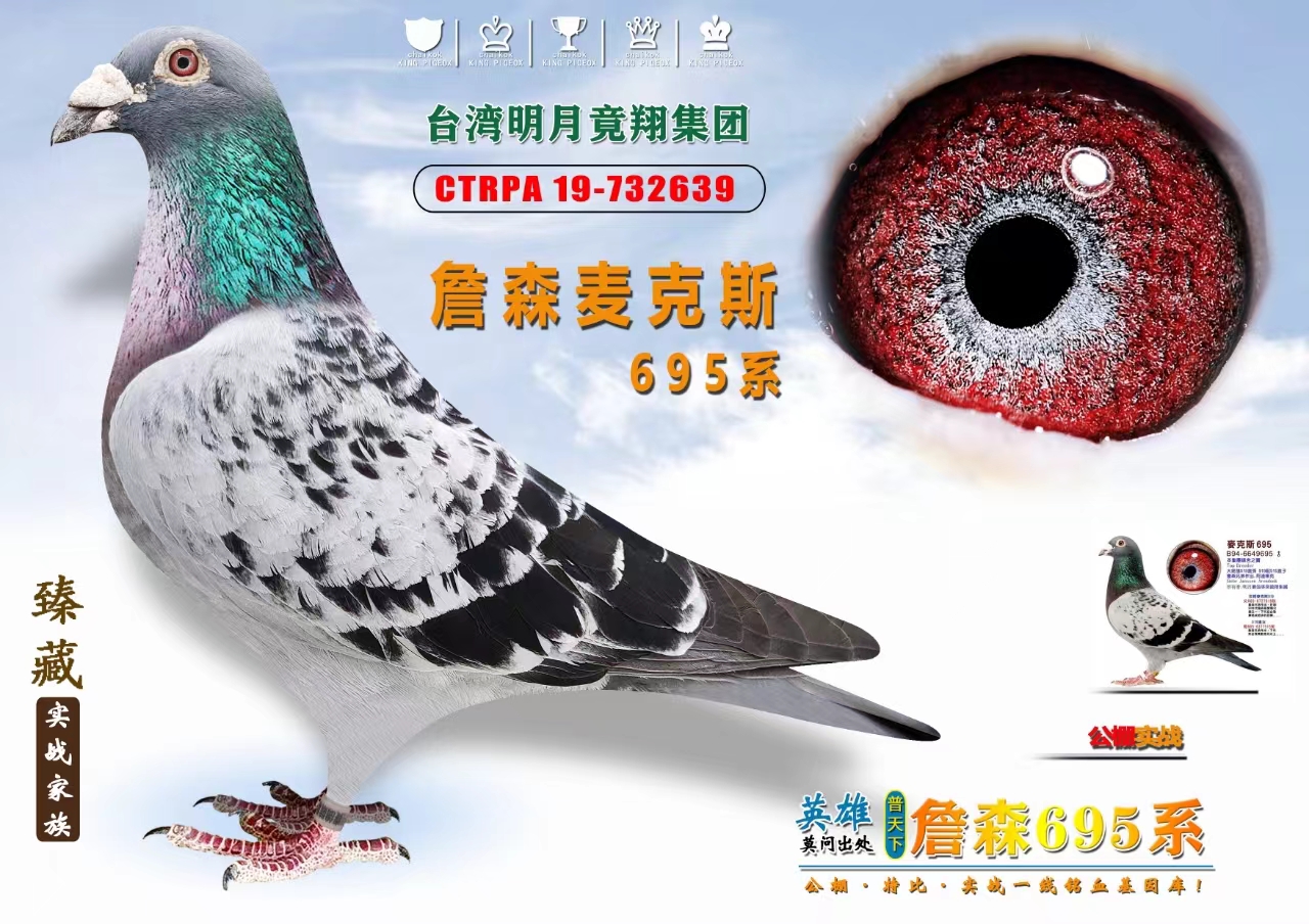 信鸽在线拍卖平台 - 中国信鸽信息网