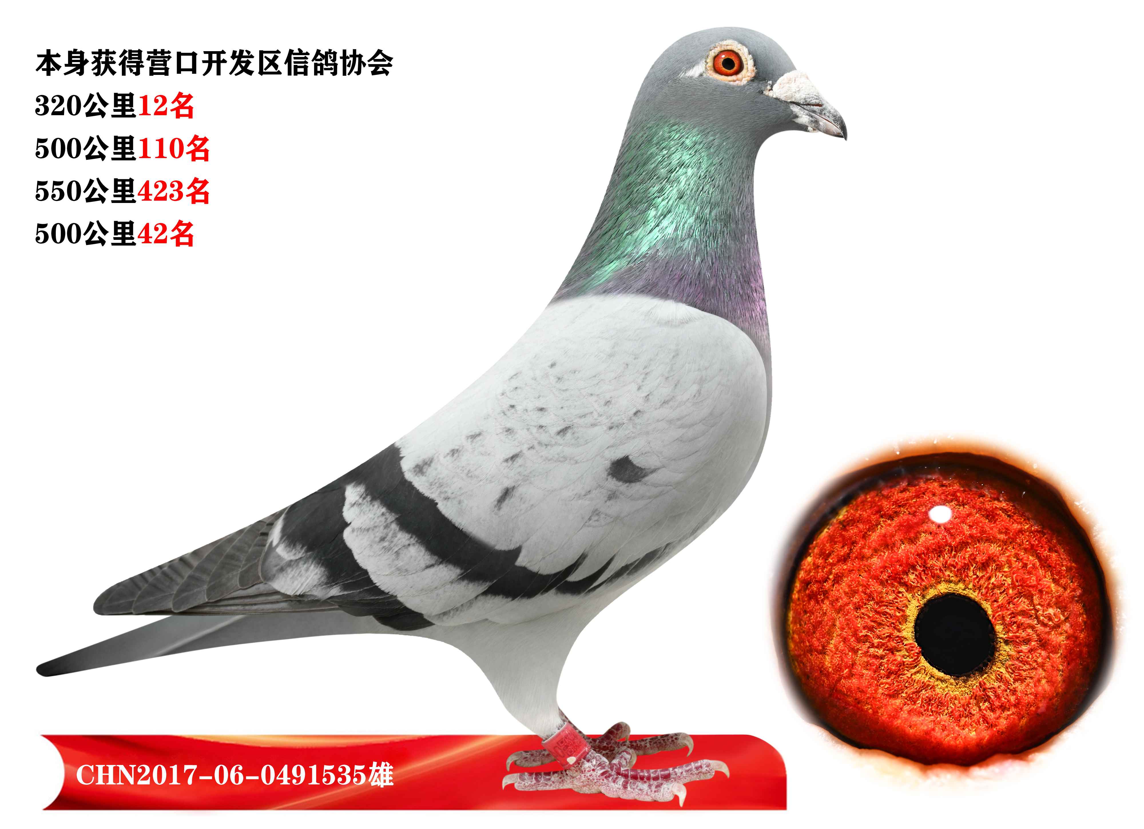 信鸽在线拍卖平台