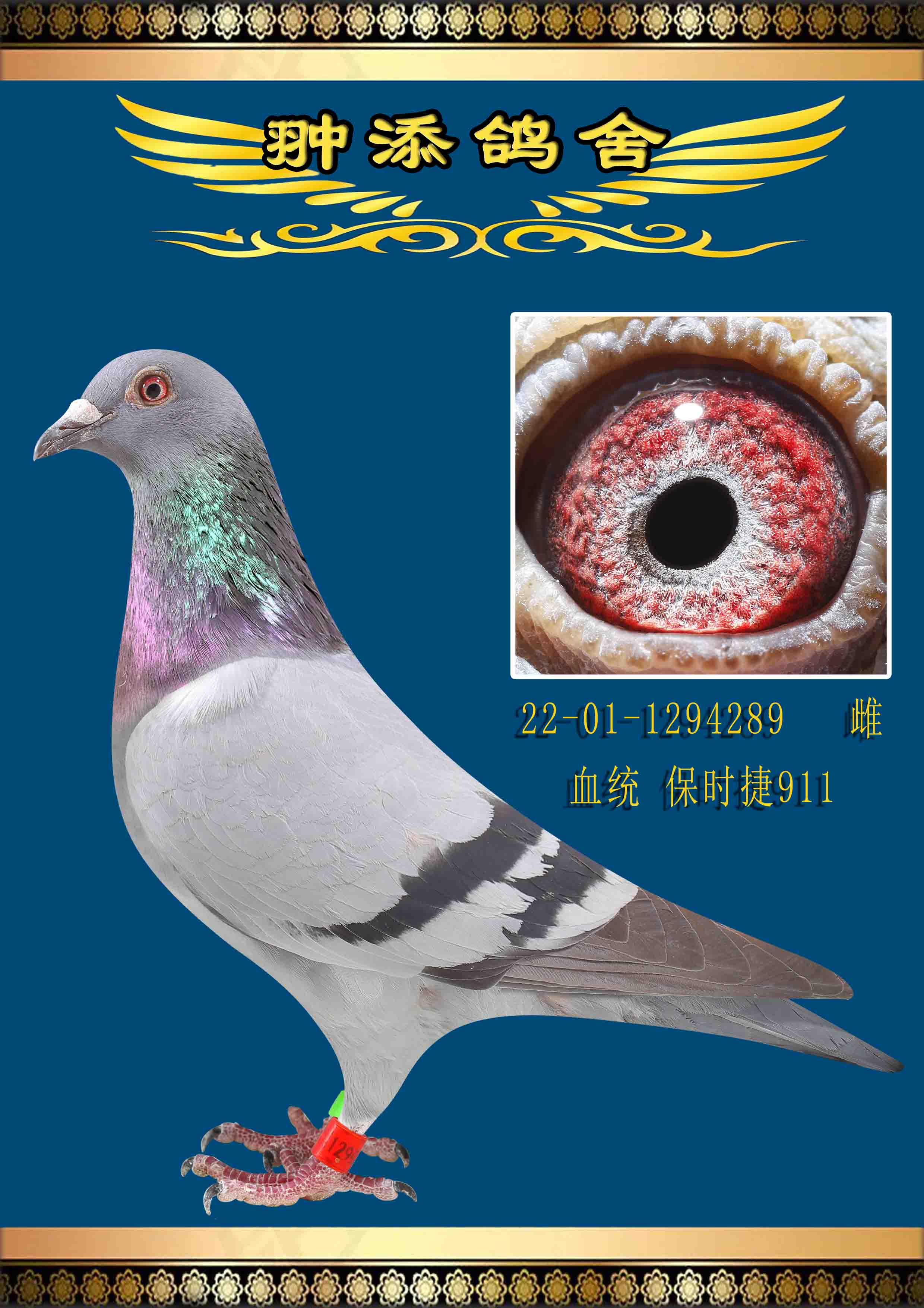 信鸽在线拍卖平台 - 中国信鸽信息网