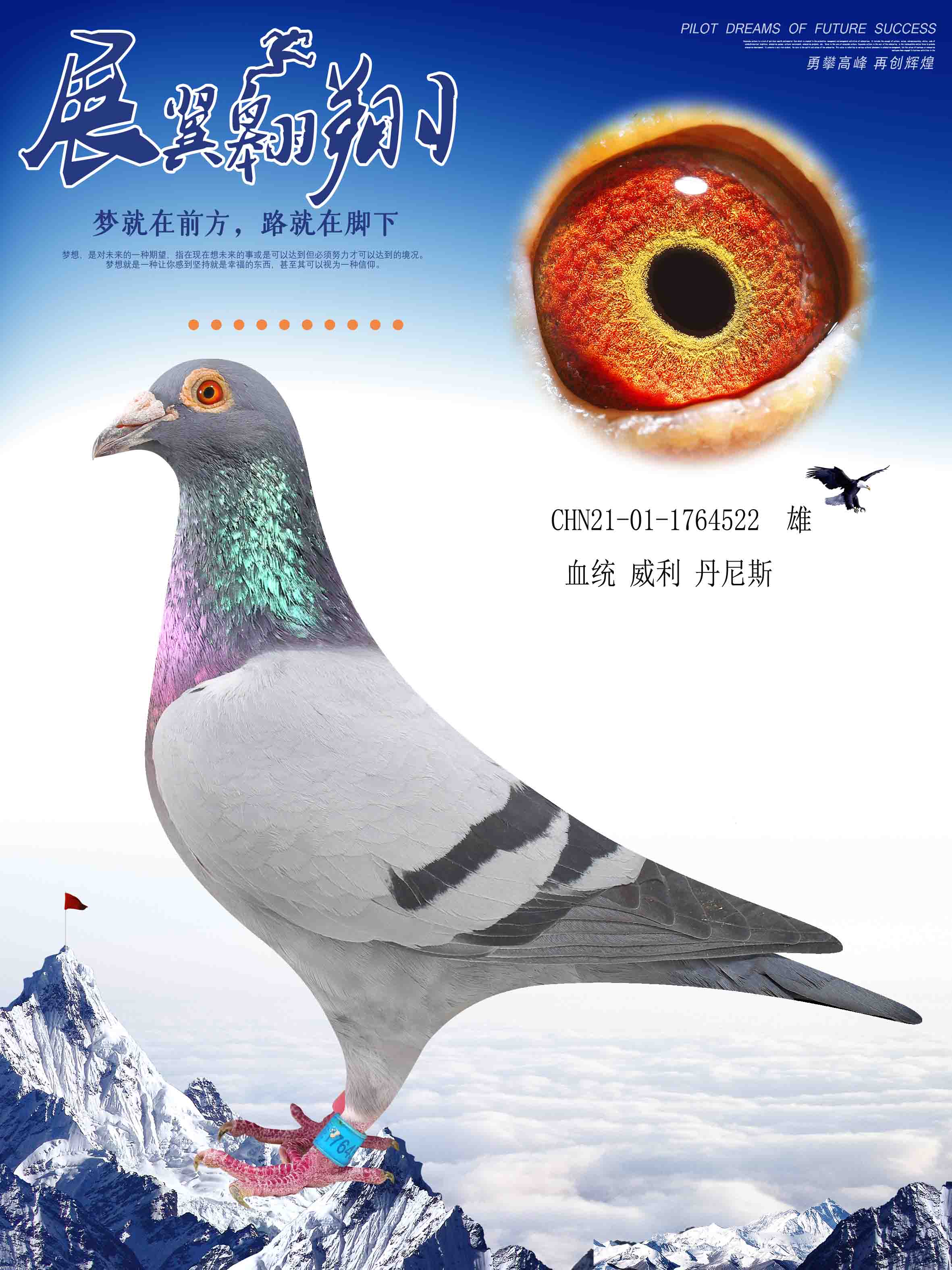 信鸽在线拍卖平台 - 中国信鸽信息网