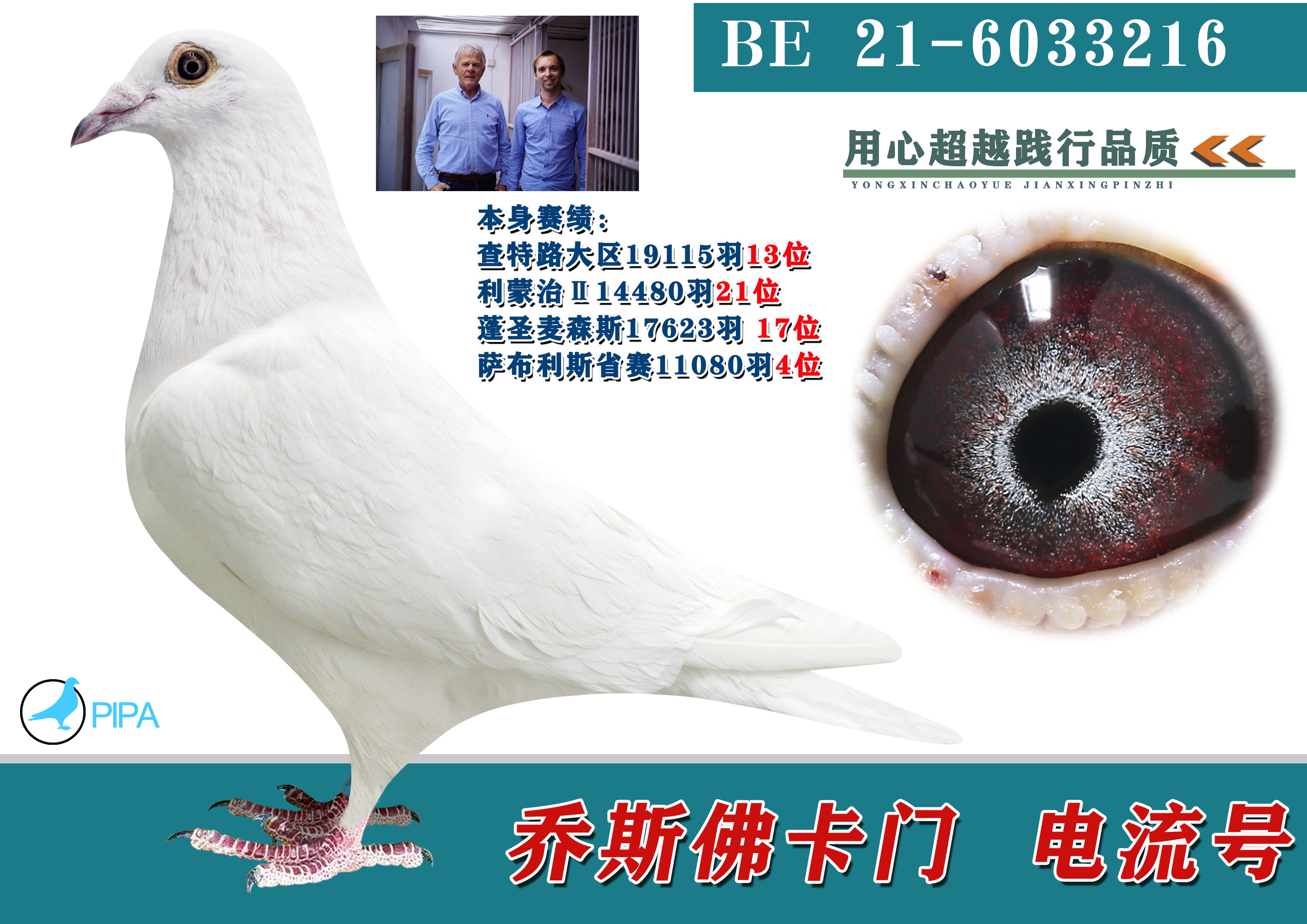 信鸽在线拍卖平台 - 中国信鸽信息网