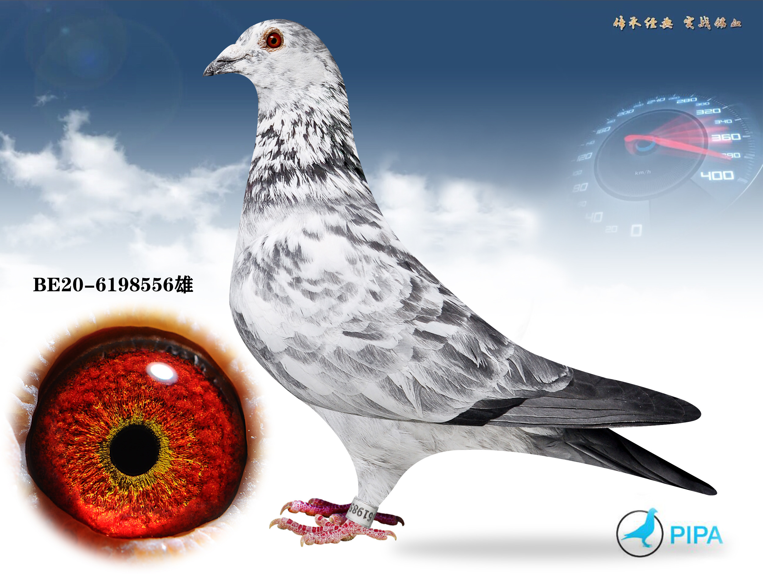 信鸽在线拍卖平台 - 中国信鸽信息网