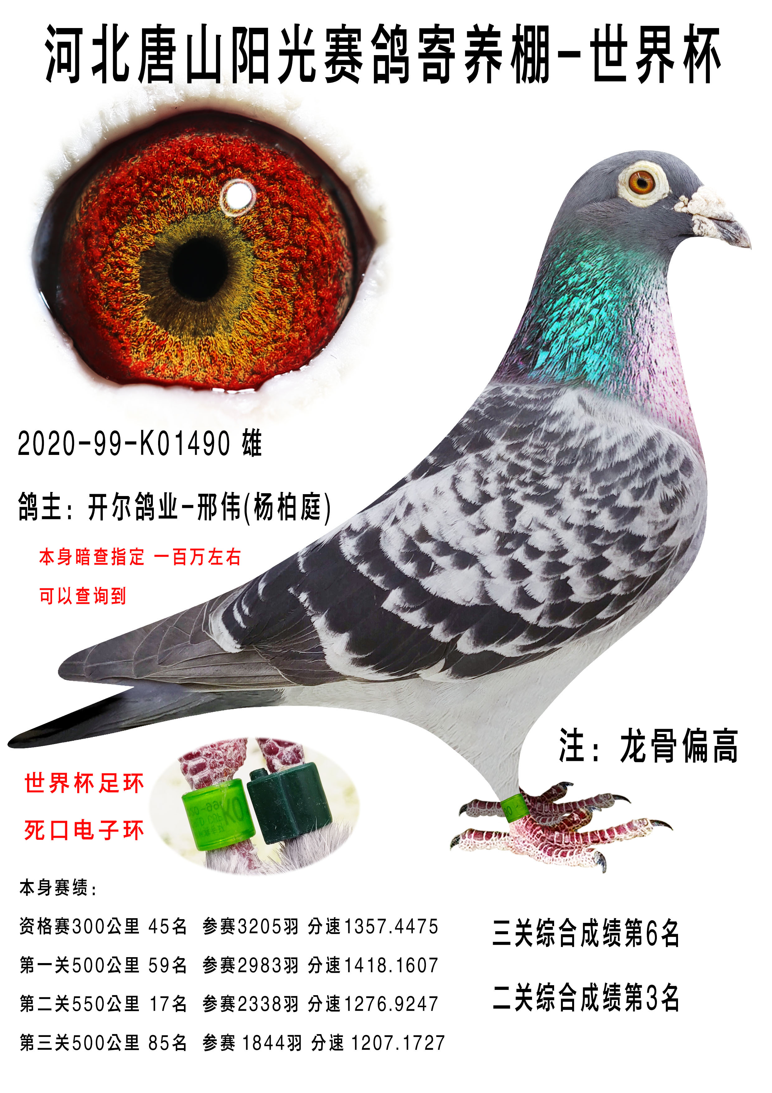 唐山阳光赛鸽寄养棚世界杯