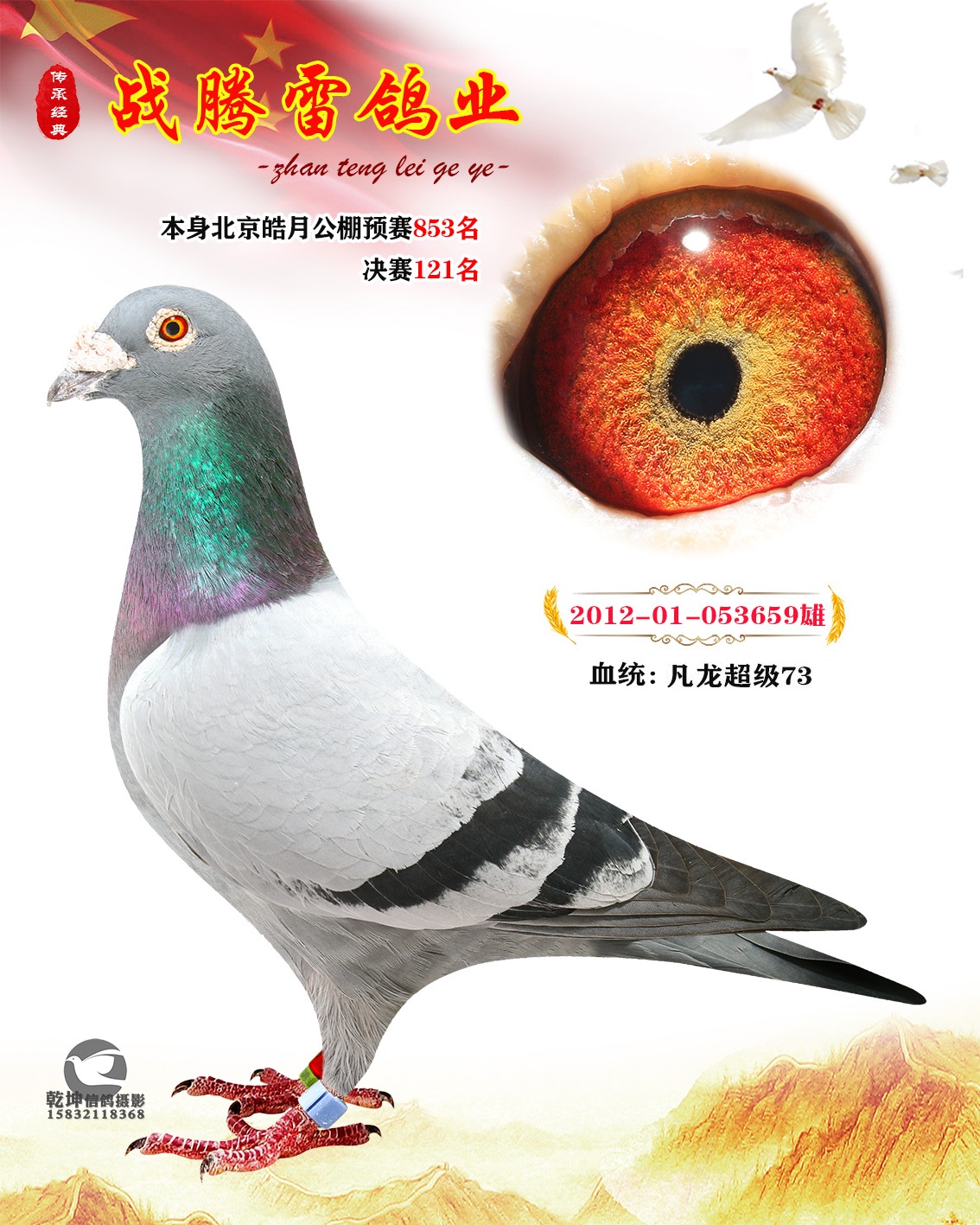 信鸽在线拍卖平台 - 中国信鸽信息网