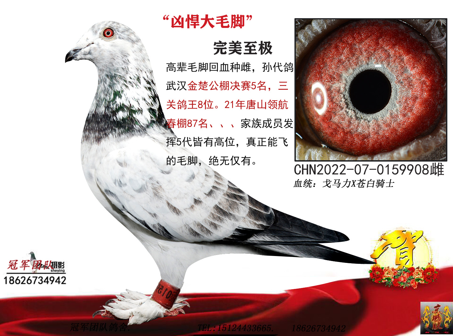 台湾卓文恭铭鸽展厅图片