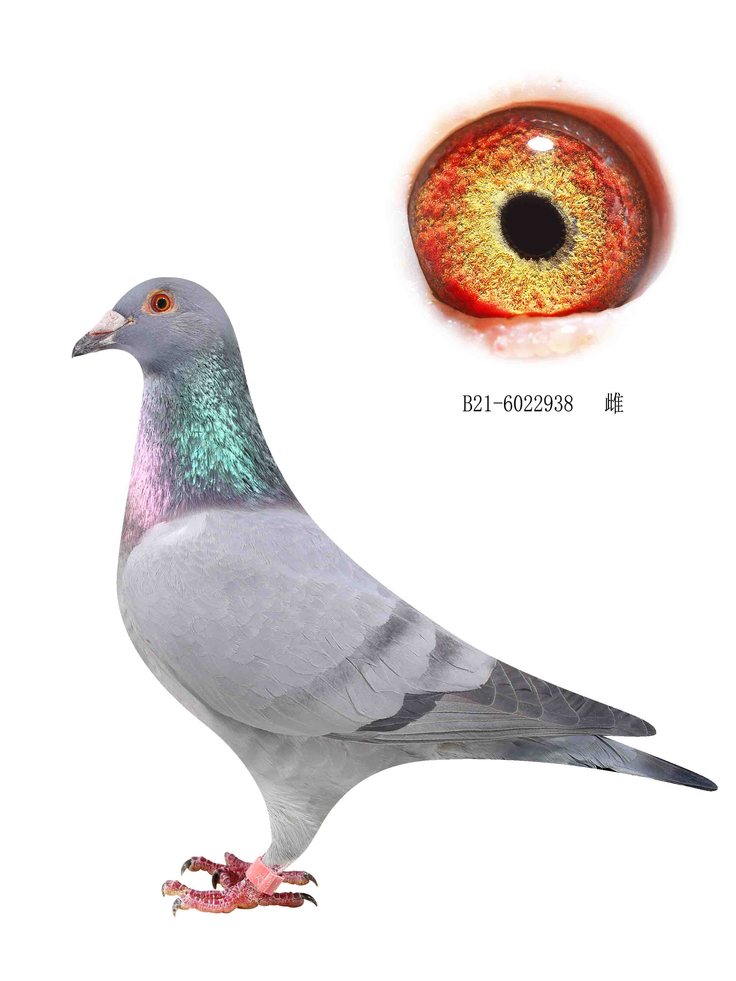 信鸽在线拍卖平台